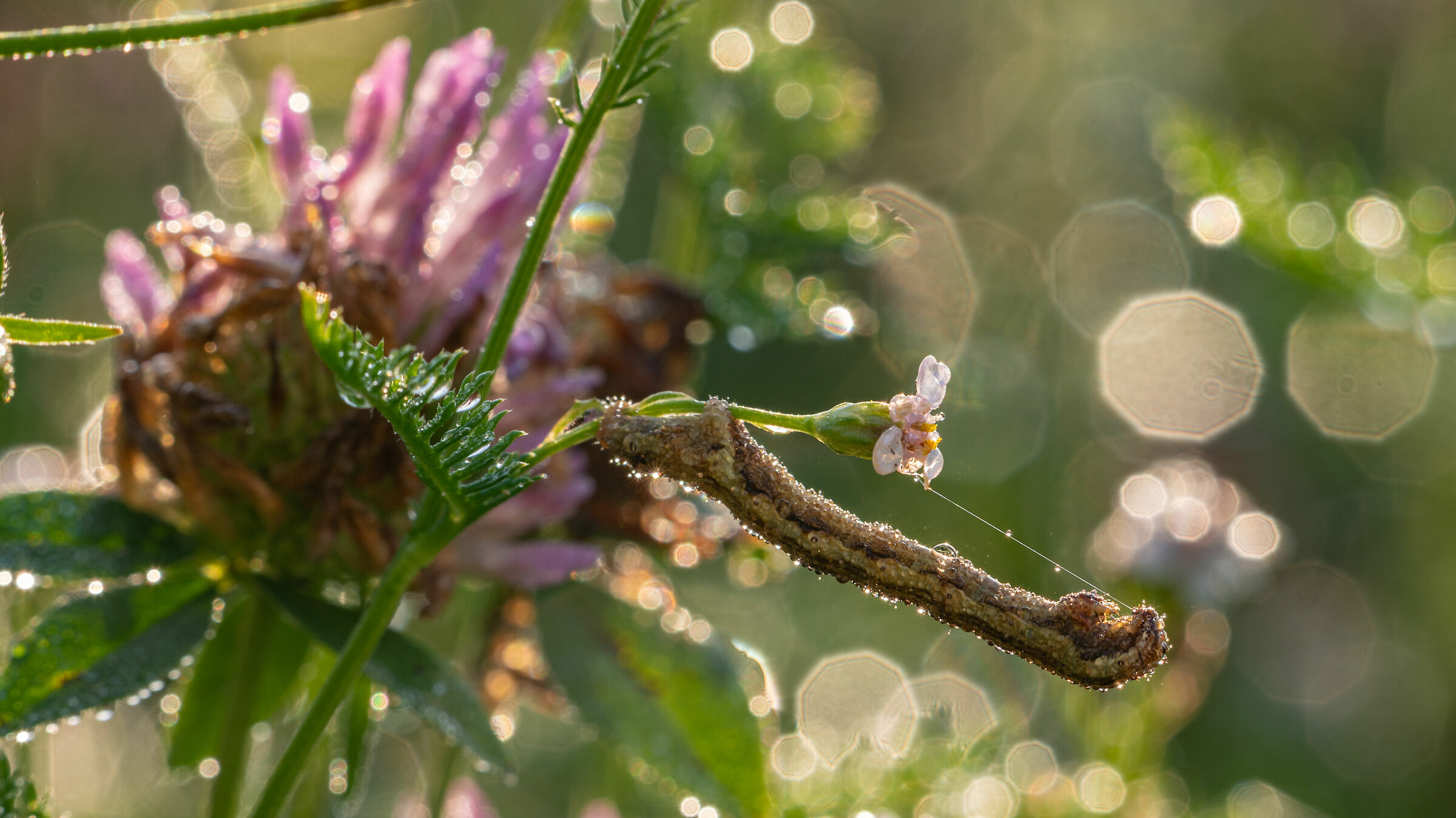 appeso ad un filo...