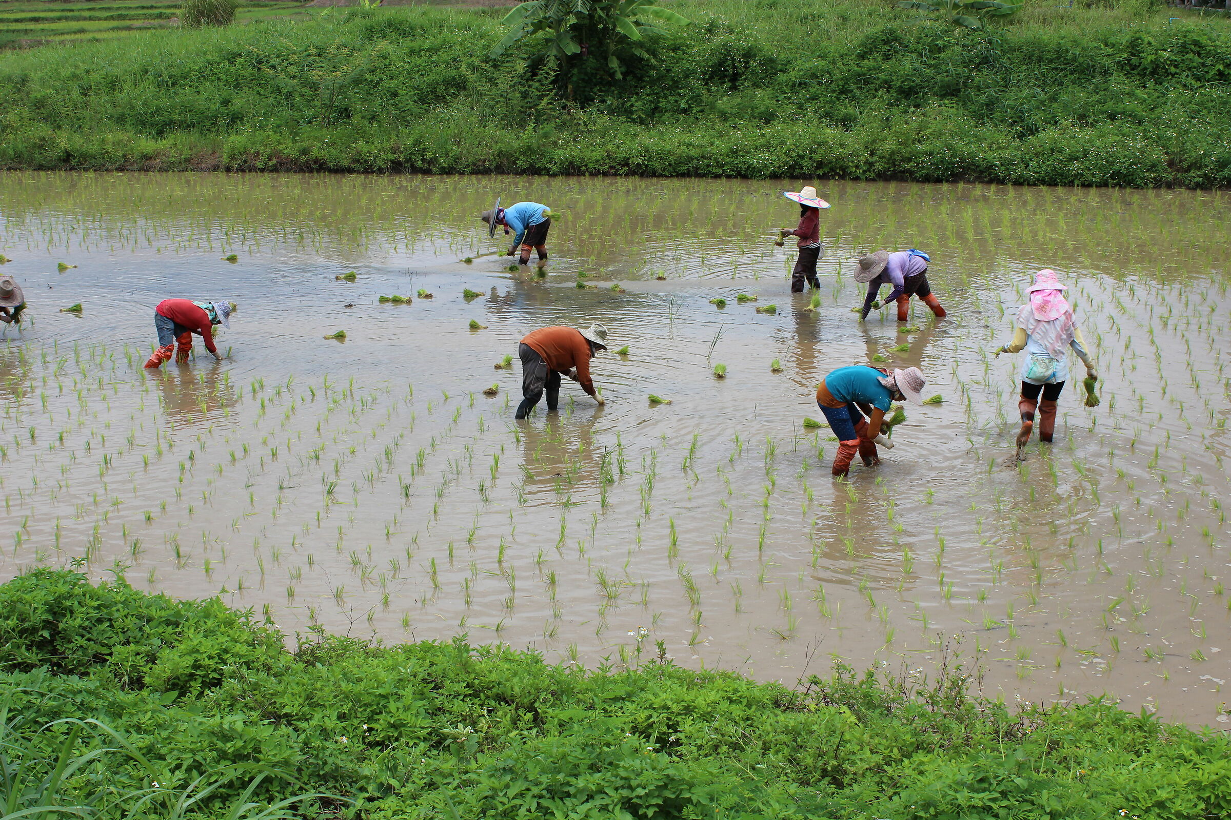 thai peasants planting rice