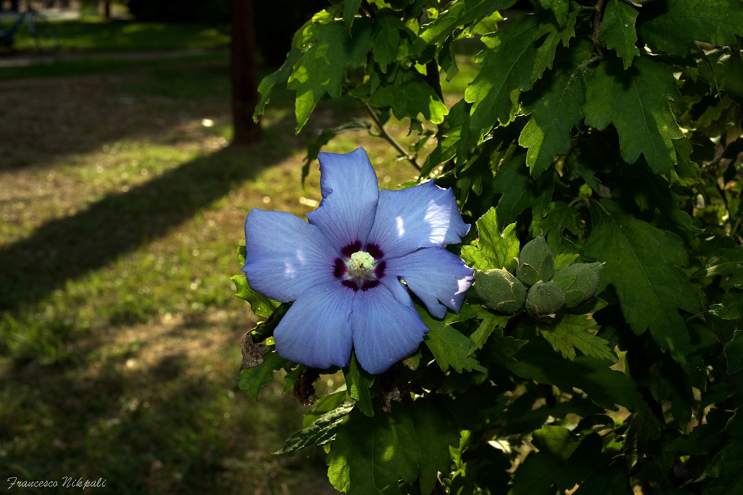 Tra i giardini