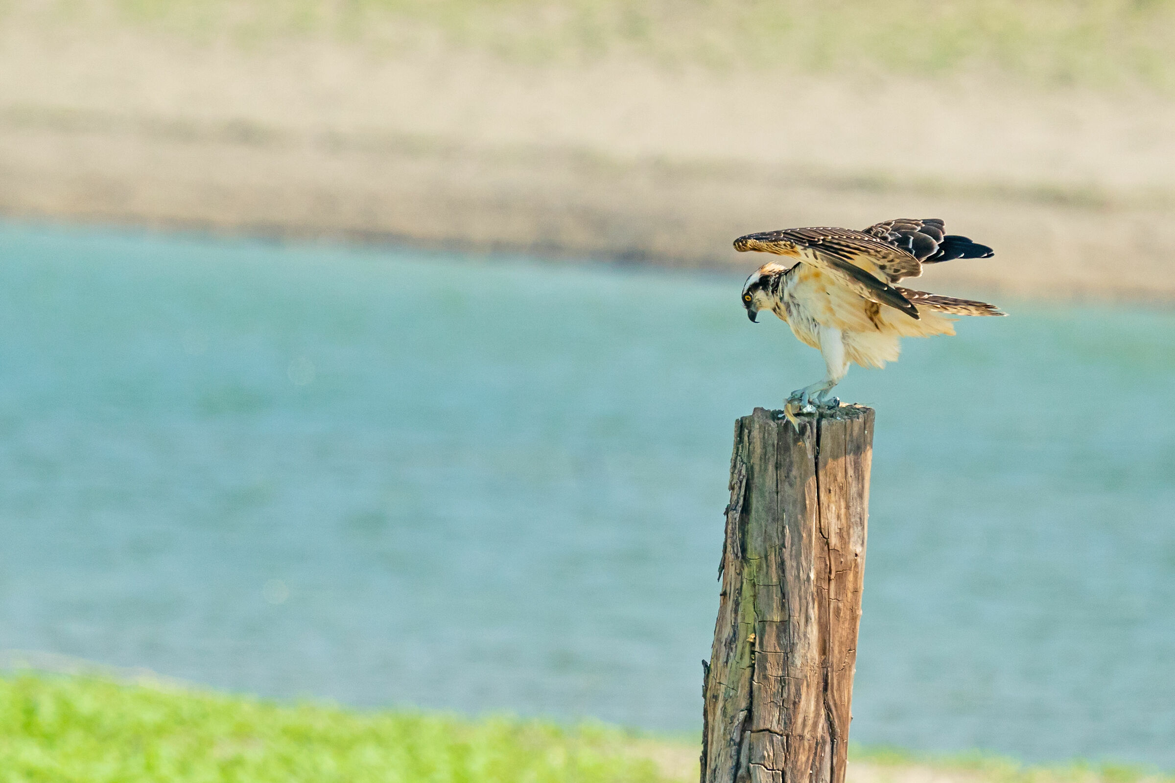 Falco pescatore