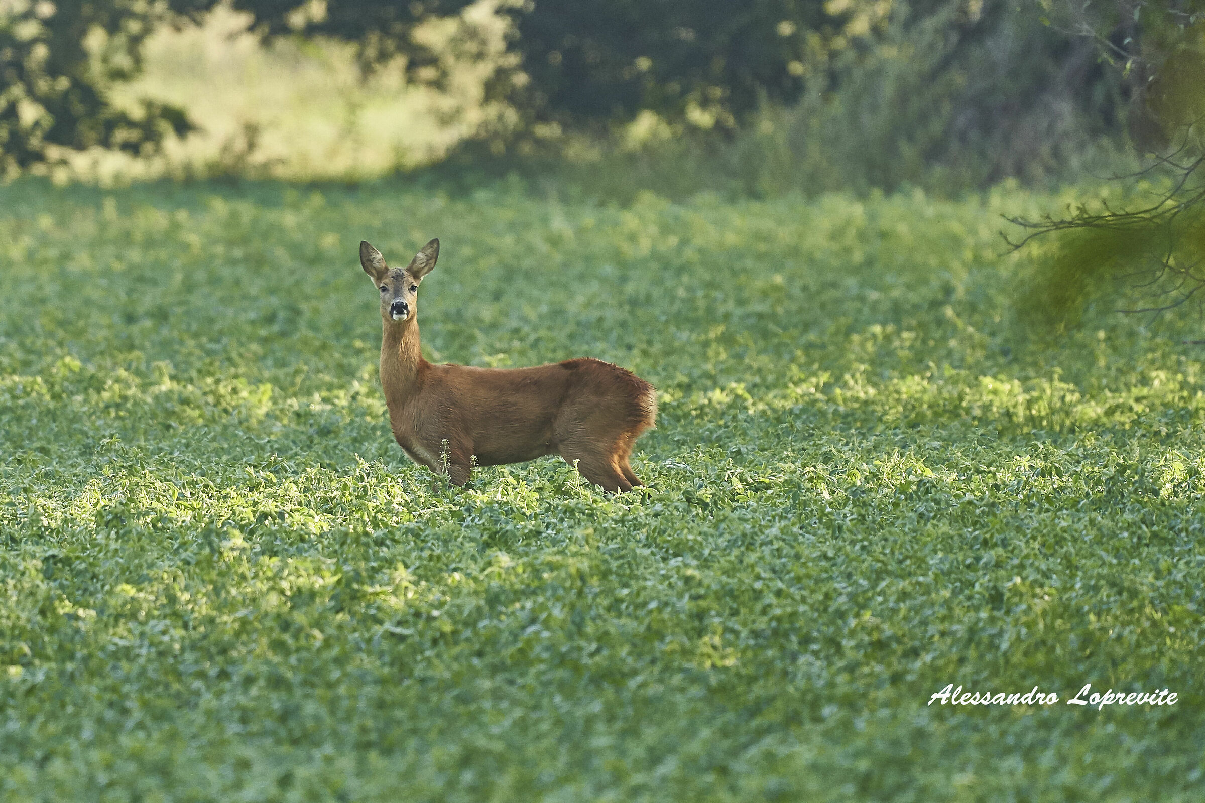 Il mio profilo migliore