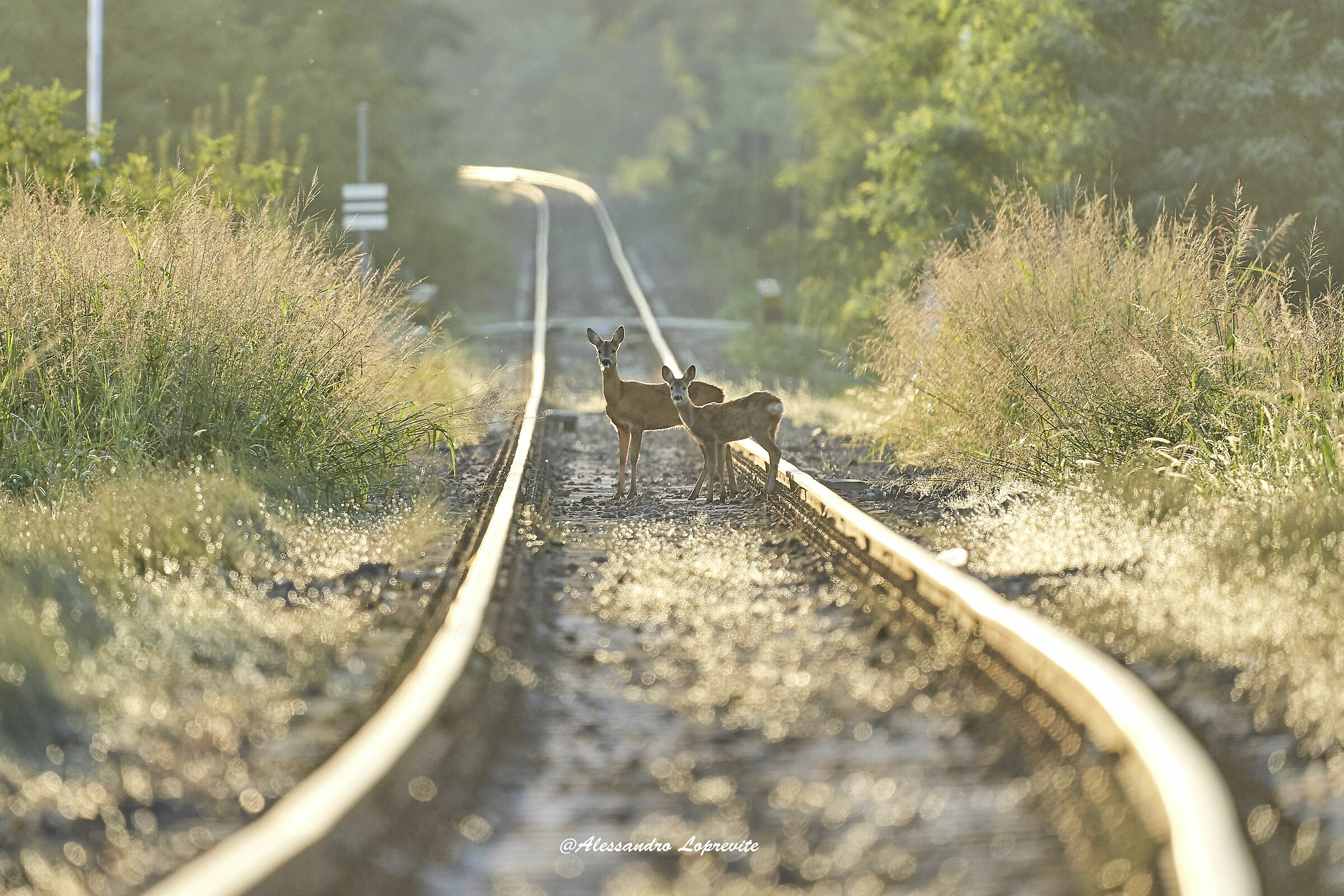 What time does the next train go?