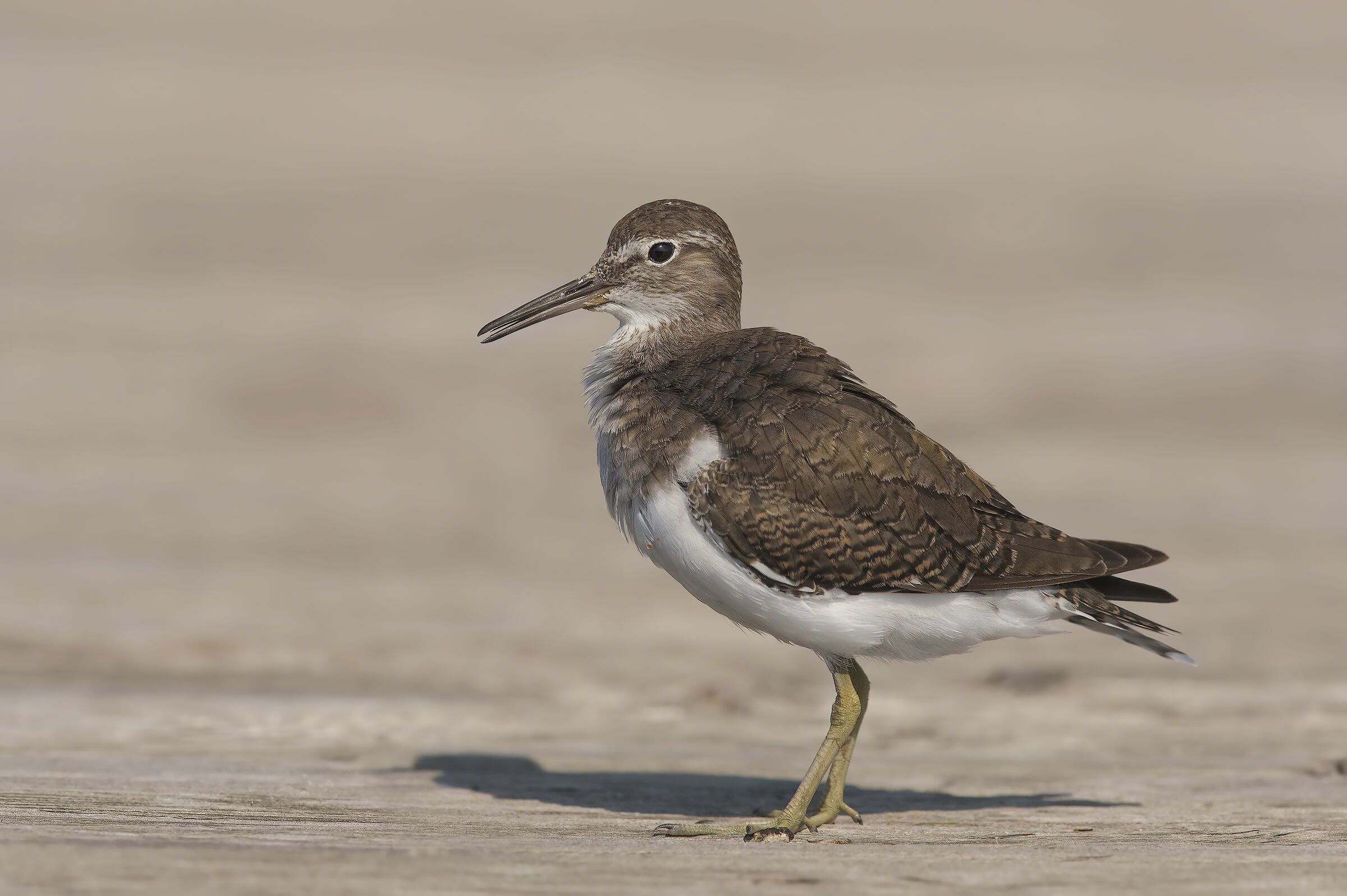 small pyro (actitis hypoleucos)