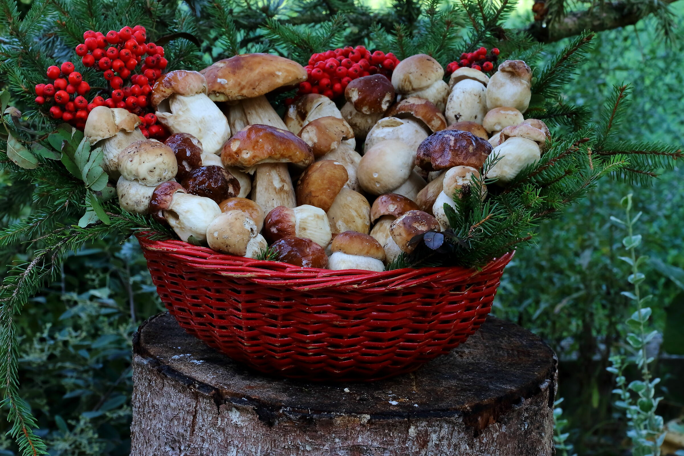 raccolta che rimarra...