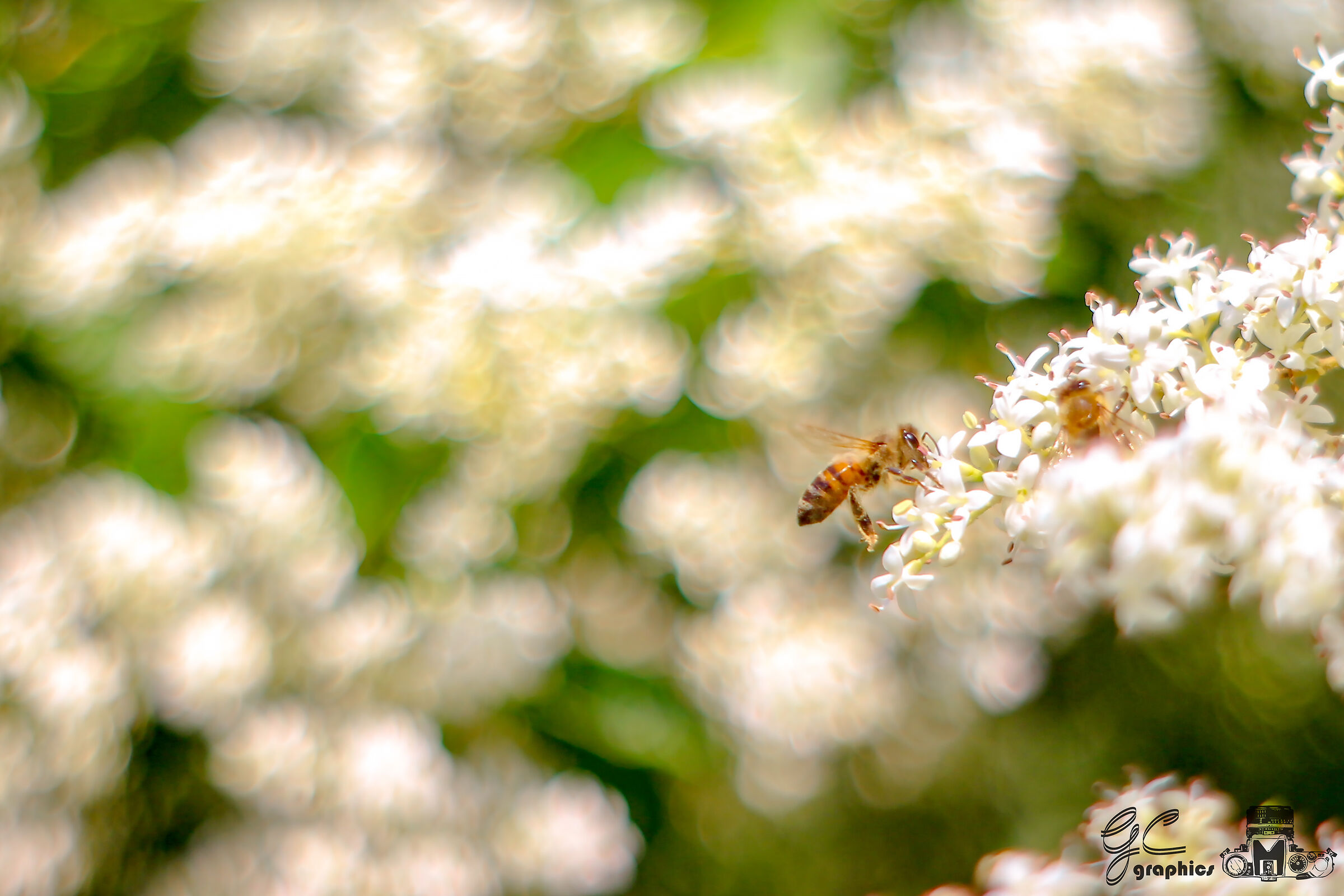 Nectar peeled