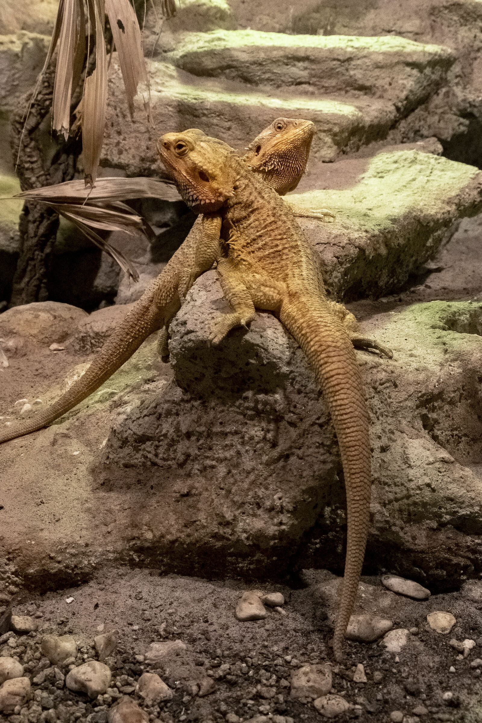 safaripark lago maggiore