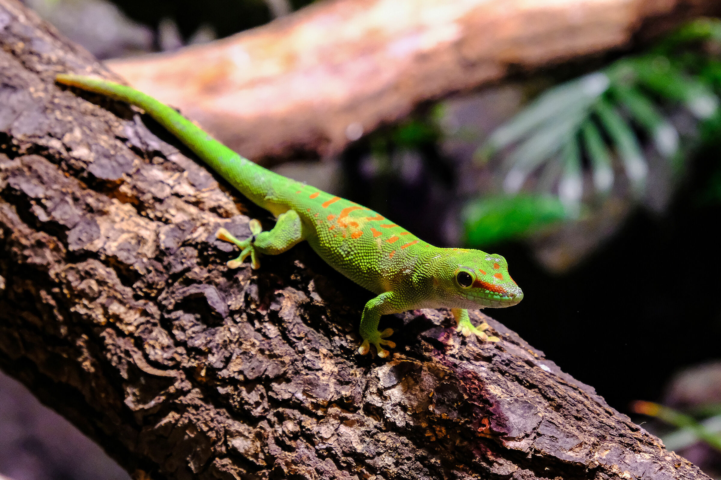 safaripark lago maggiore