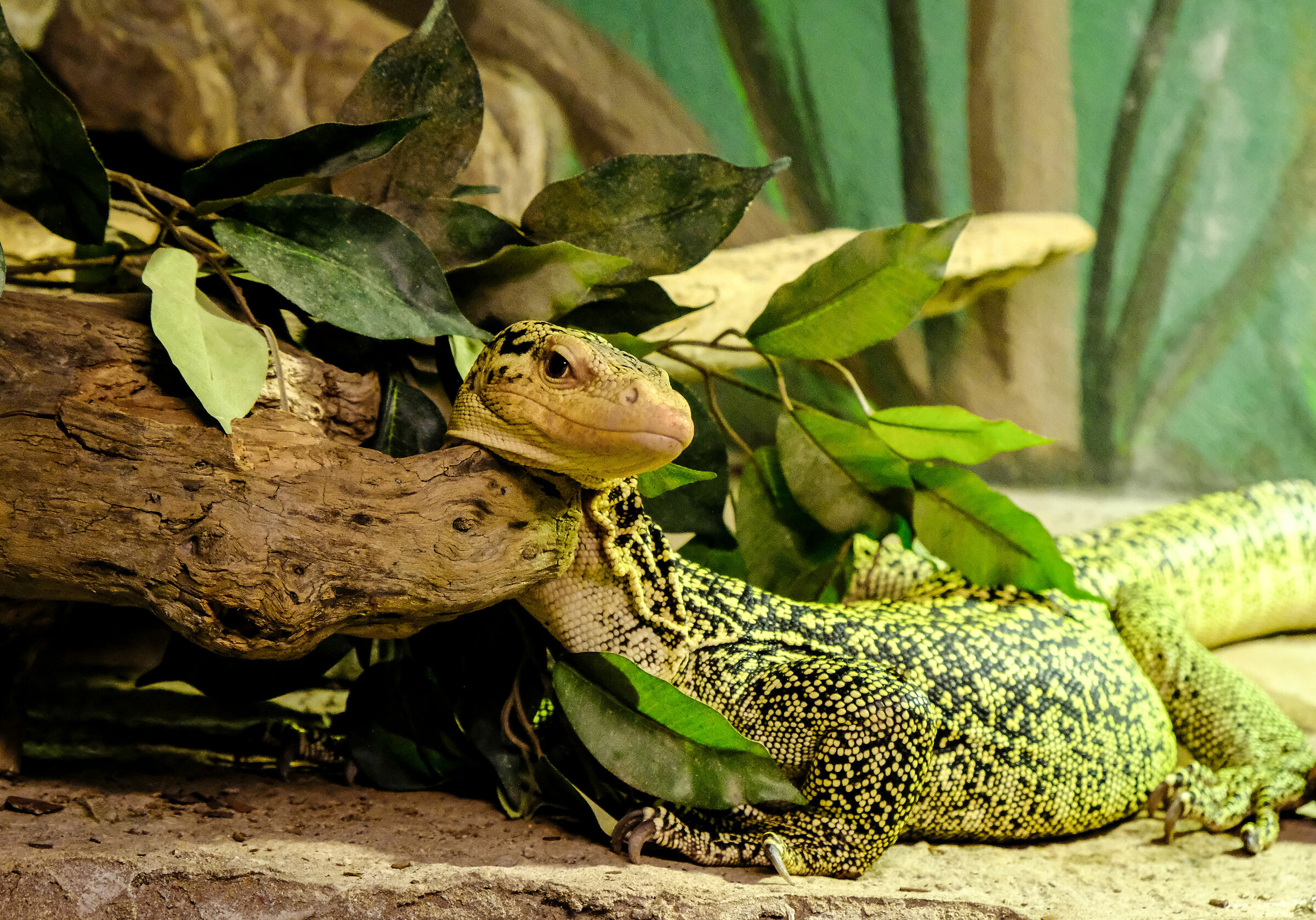 safaripark lago maggiore