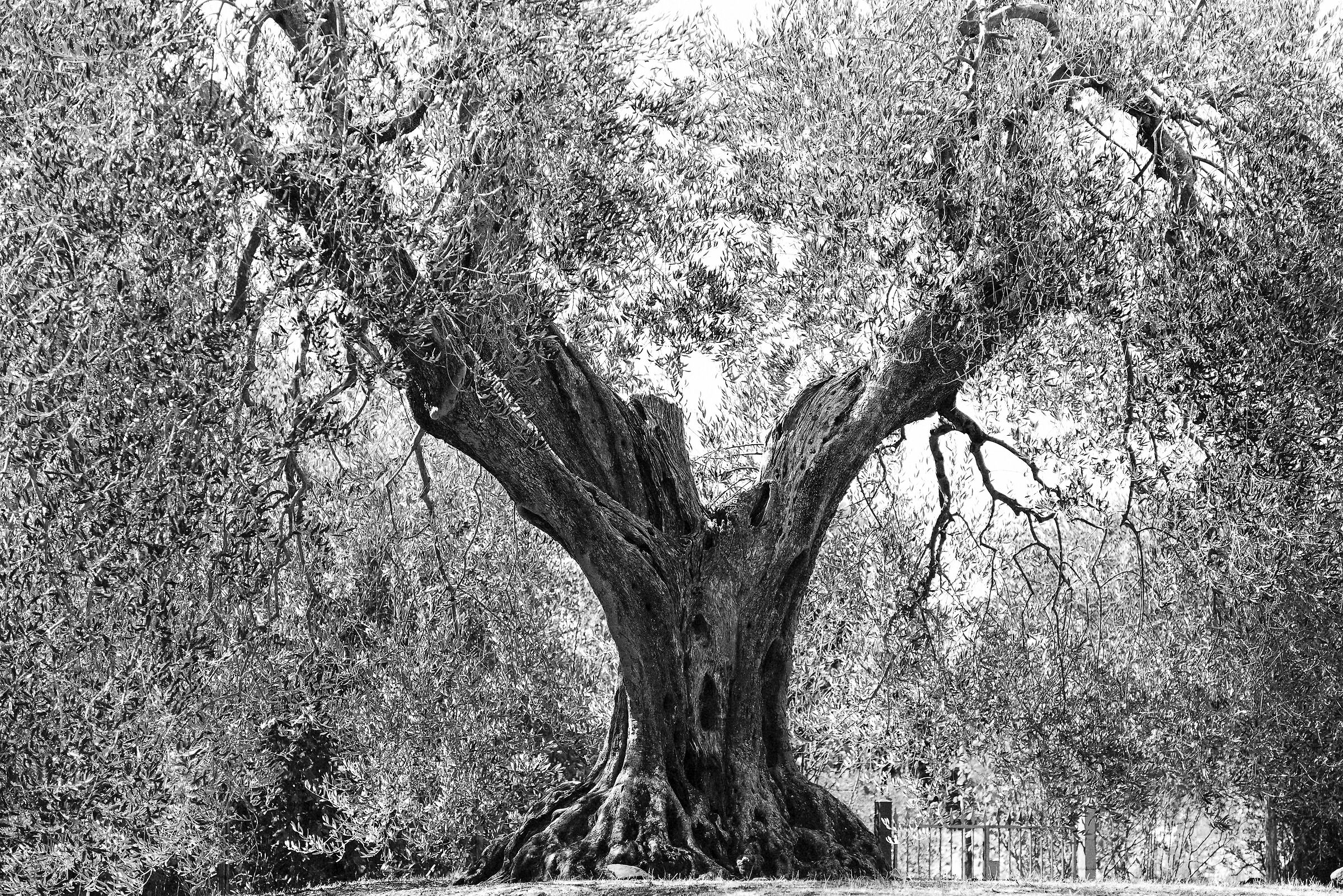 L'ulivo nell'anno del sole quieto