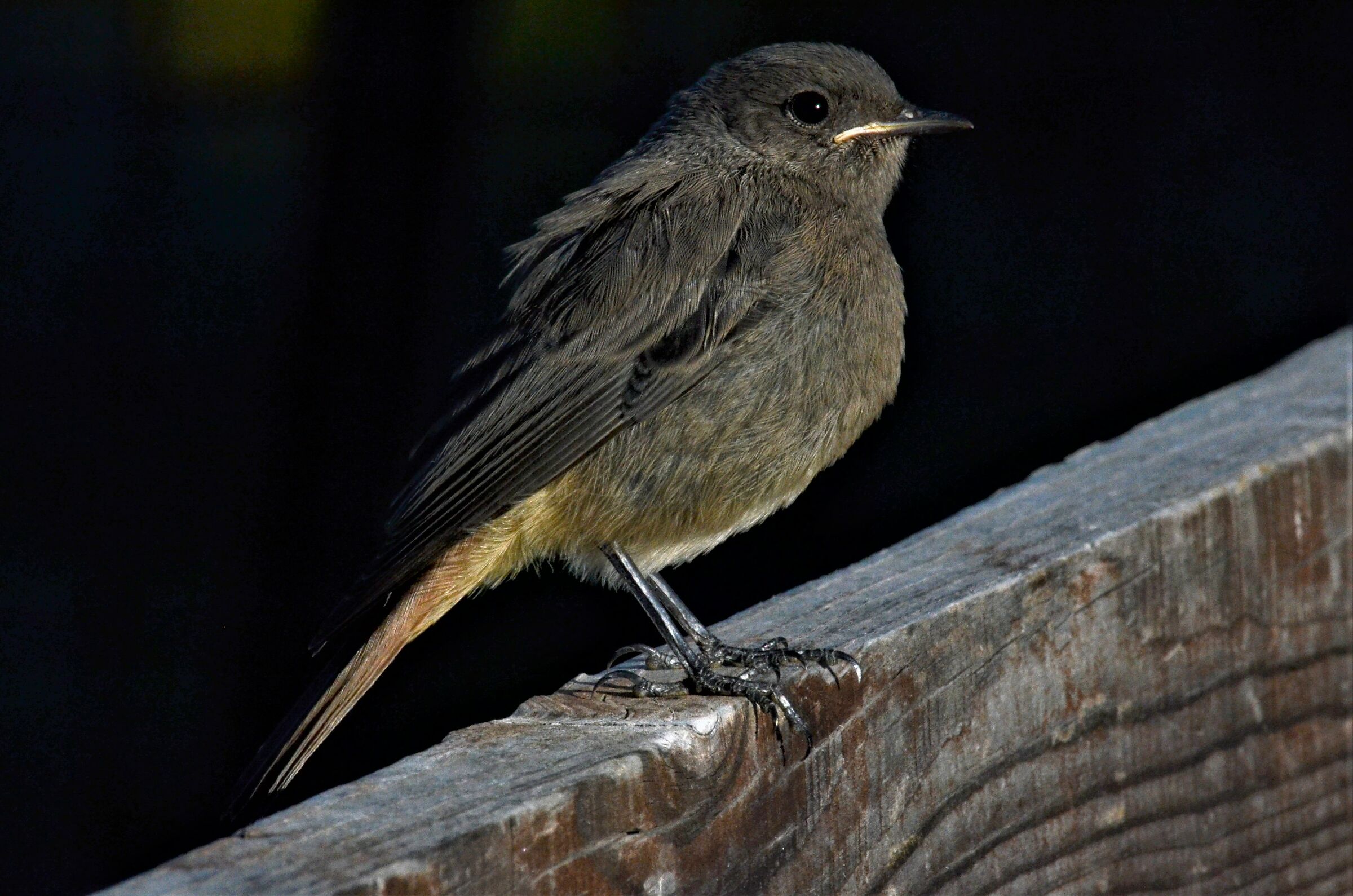 "perché mi fotografi?" chiese il codirosso ...