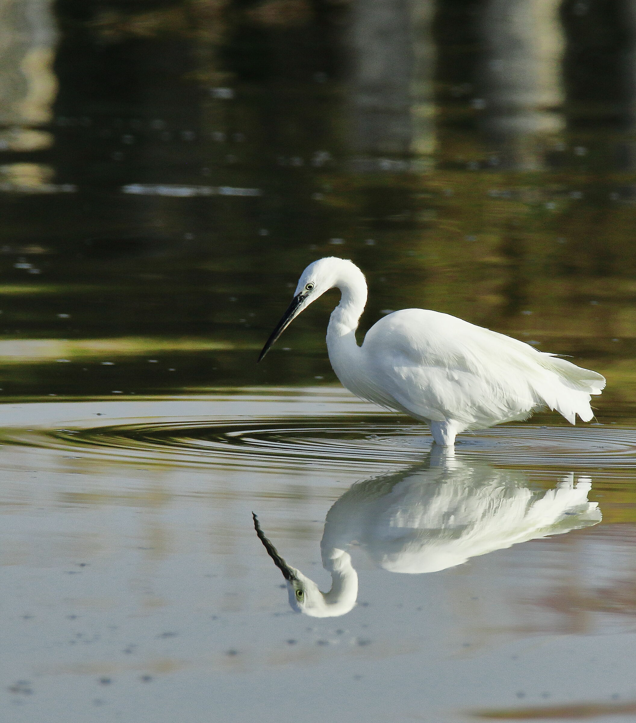 Garzetta specchiata.