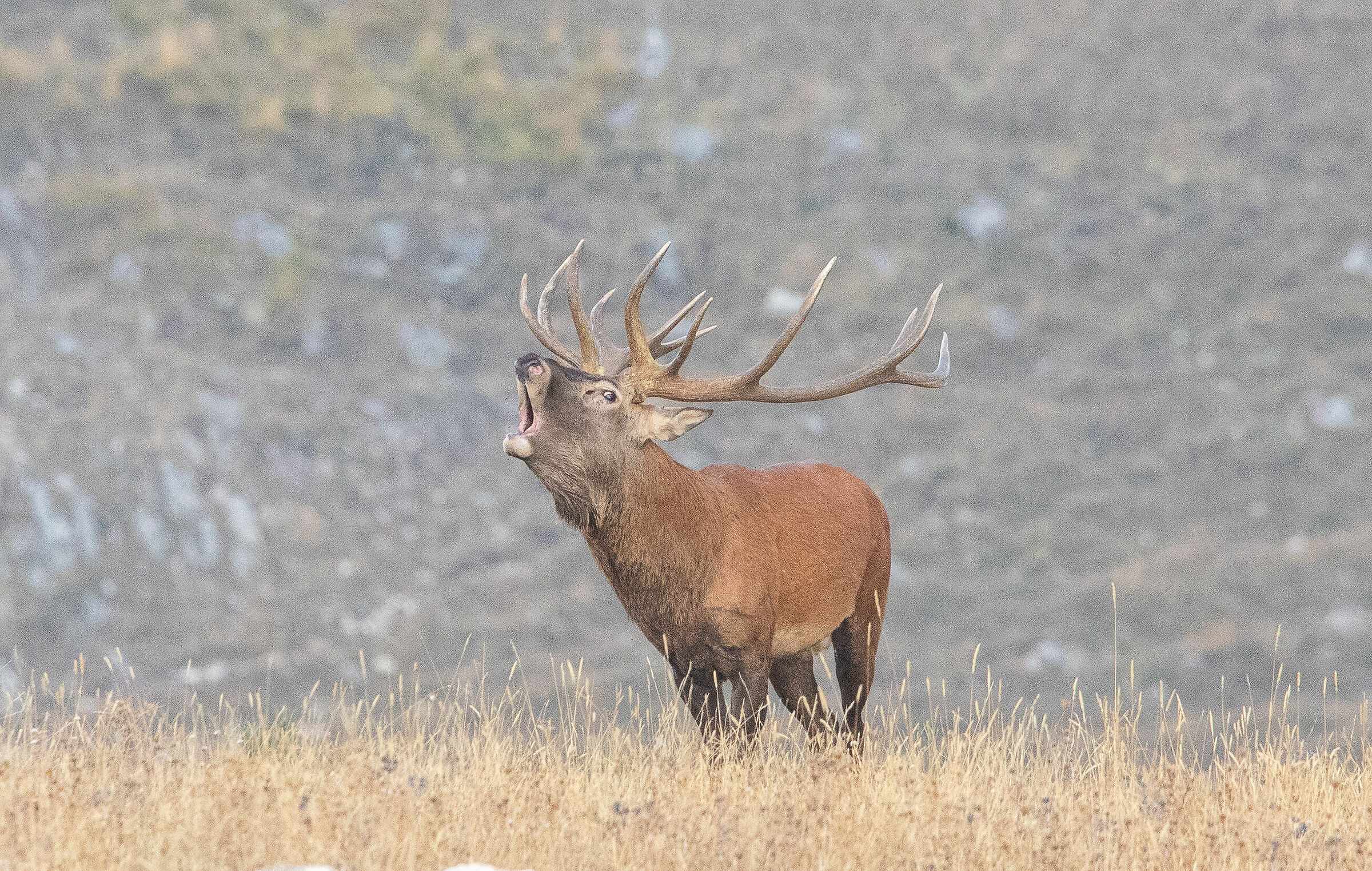 cervo nobile - bramito