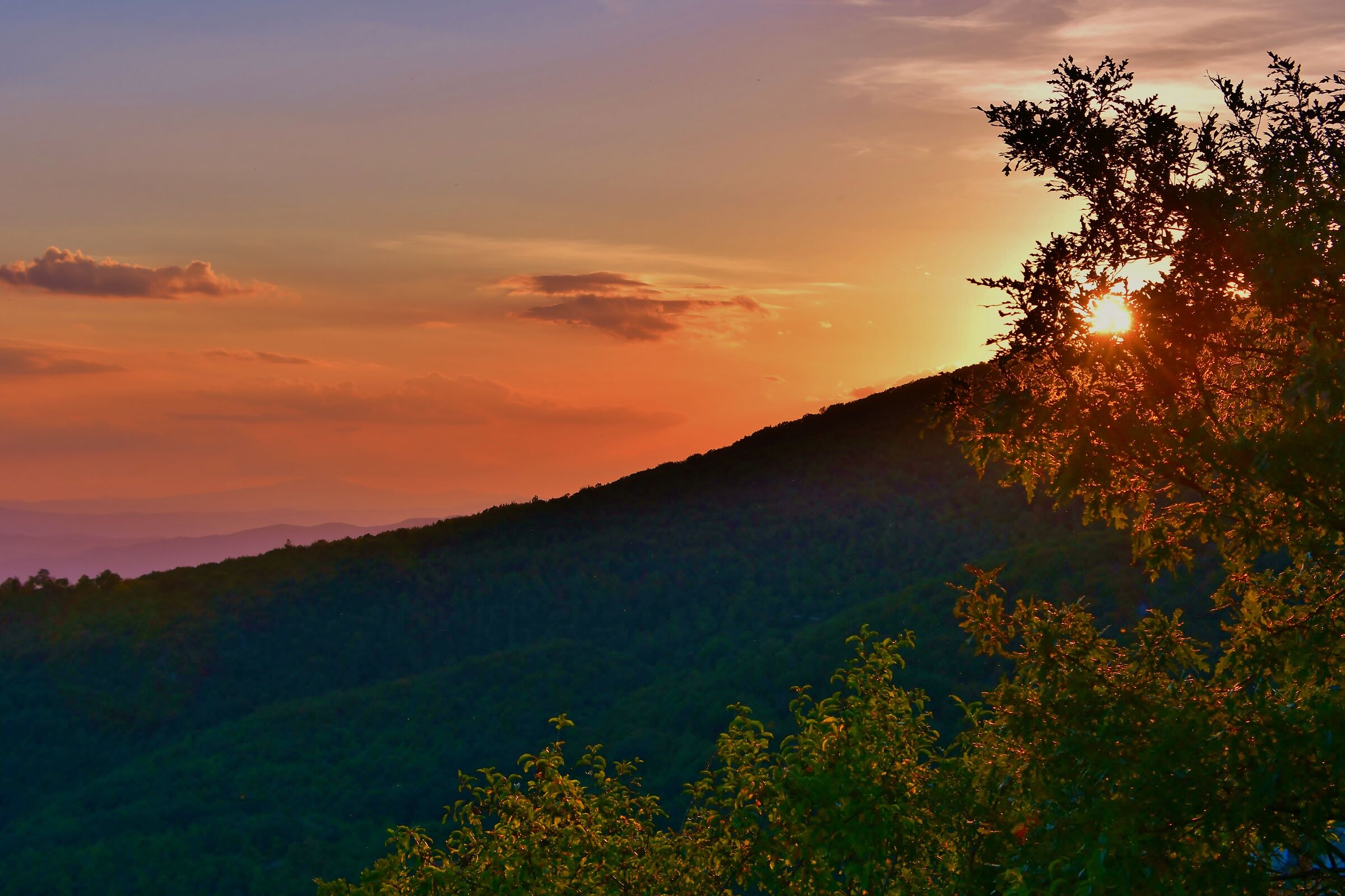 ......... Between the branches of the trees.