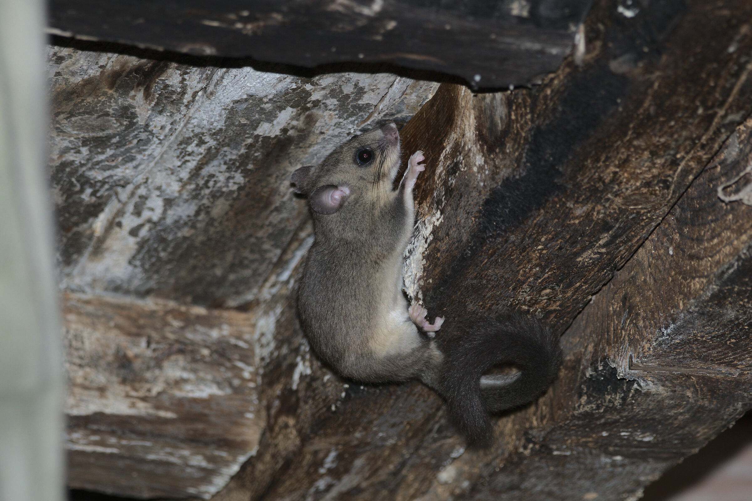It's Night the Dormouse is around
