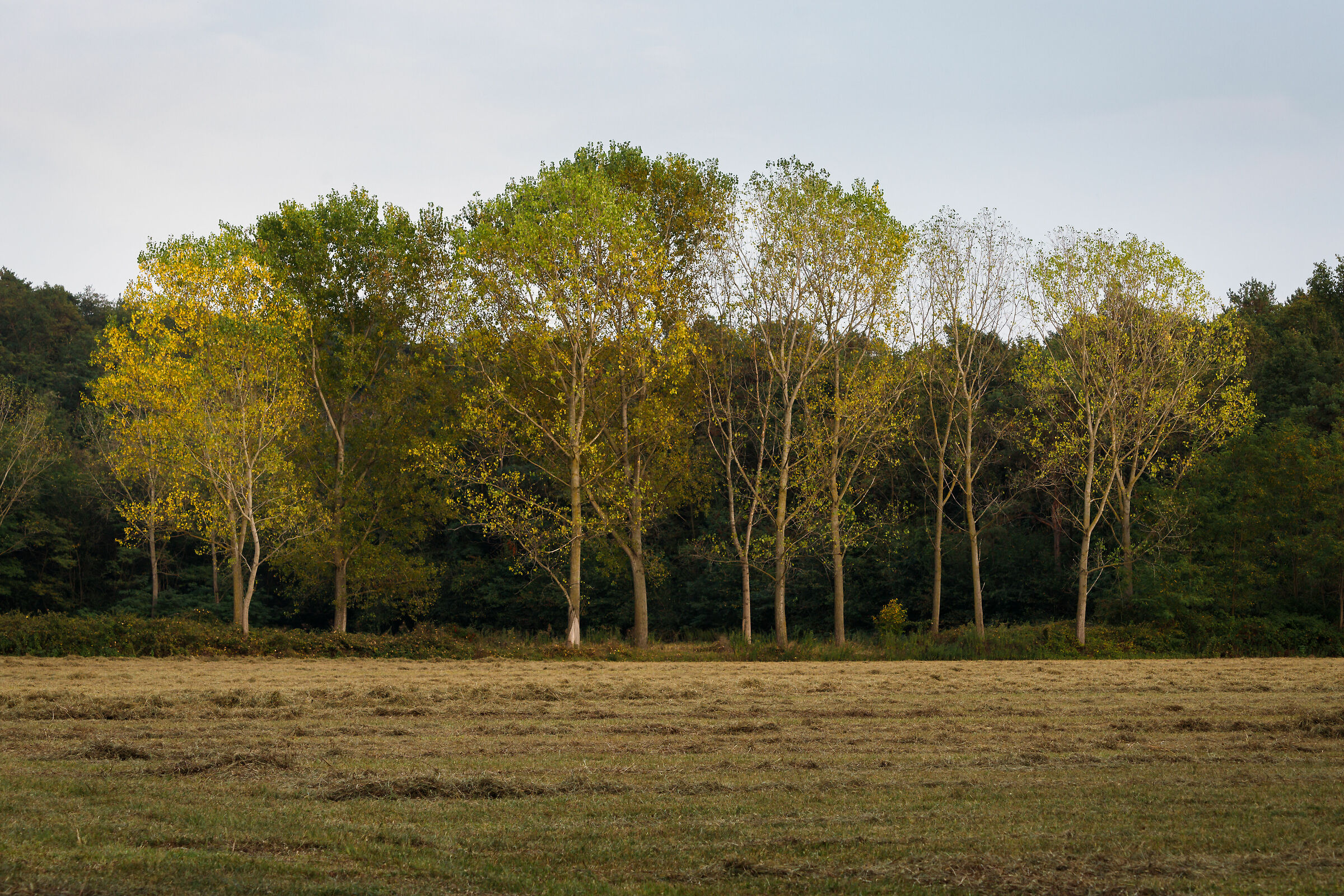 Inizio di autunno in brughiera