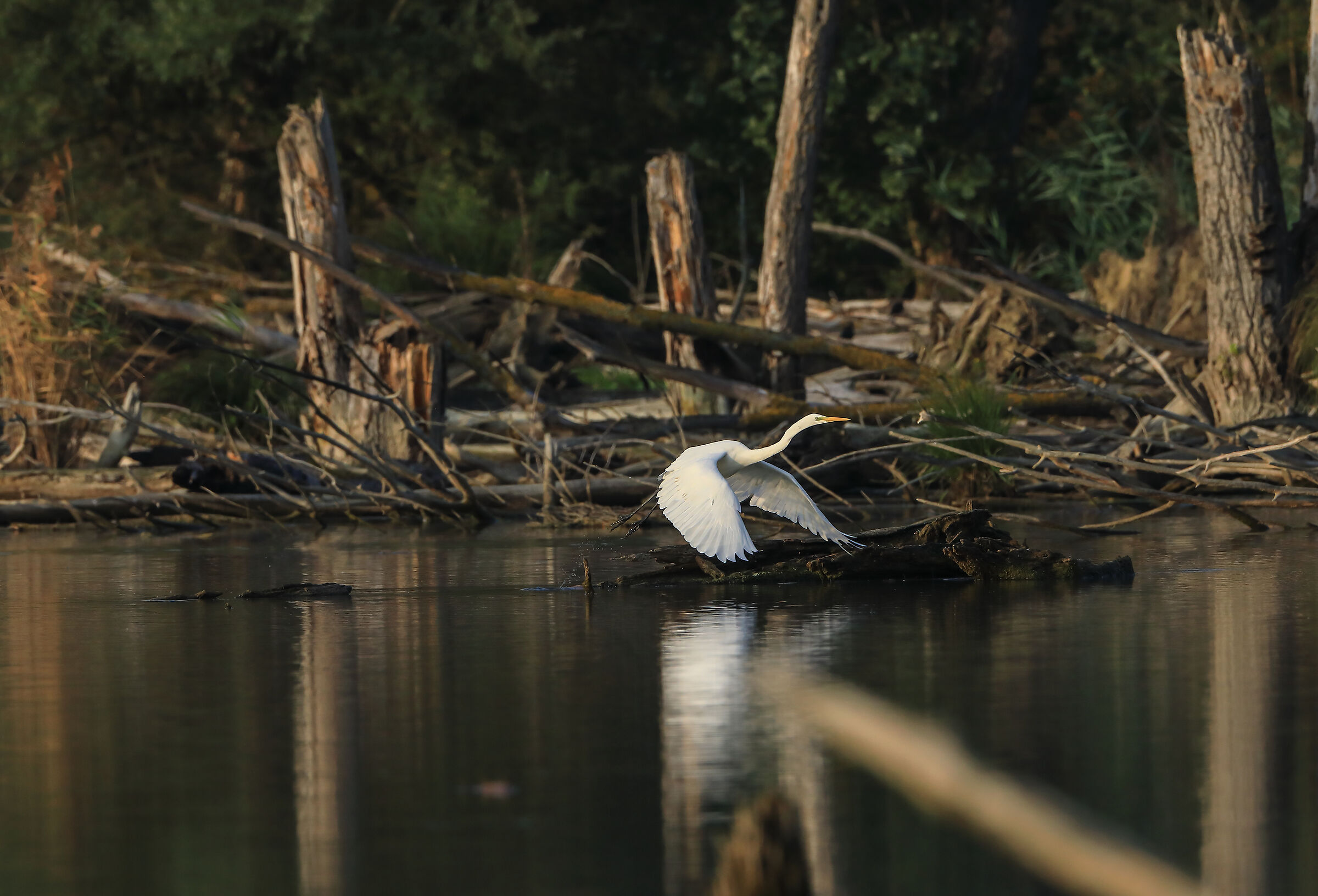 Airone Bianco Maggiore