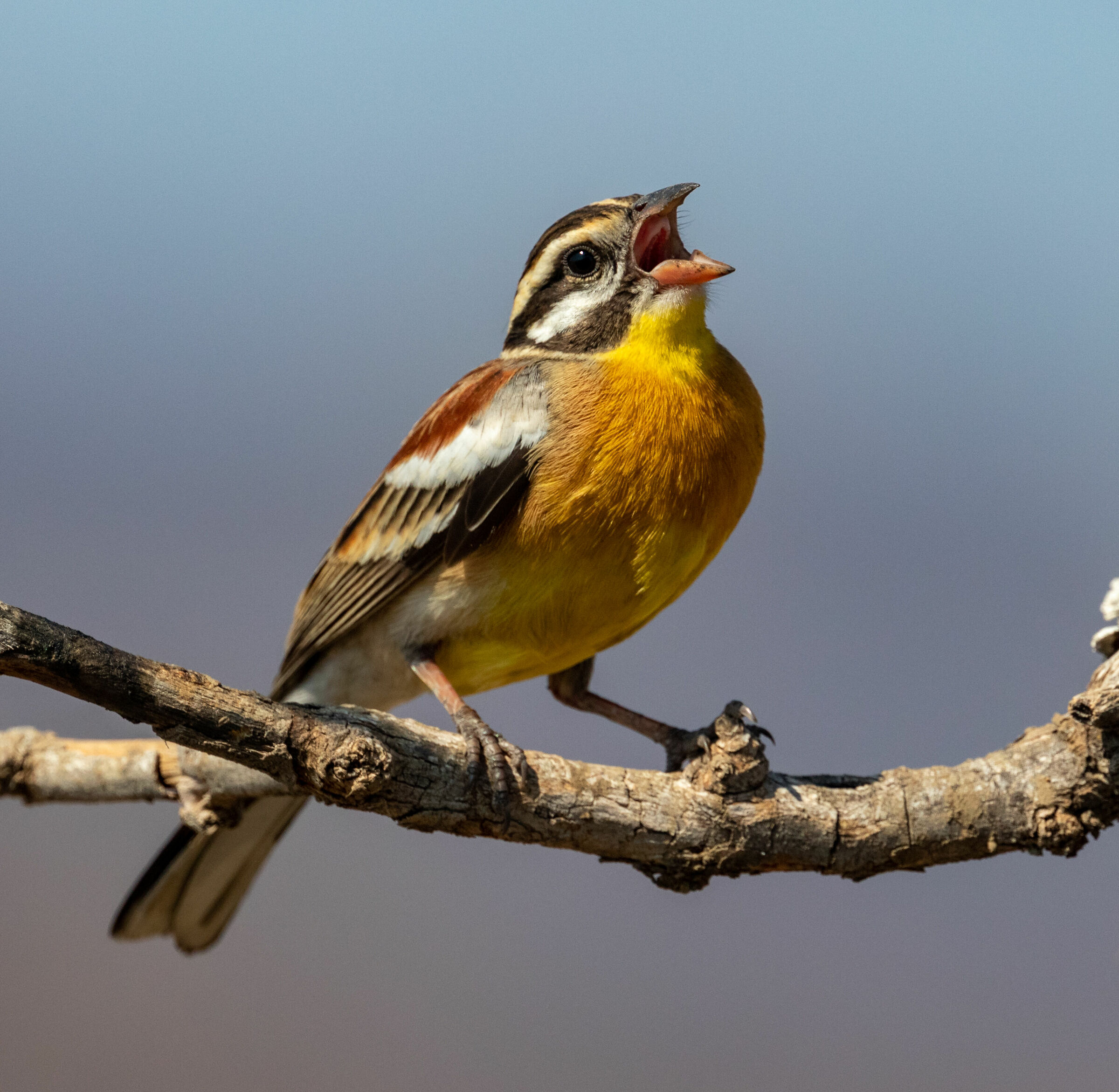 Bunting dal petto dorato