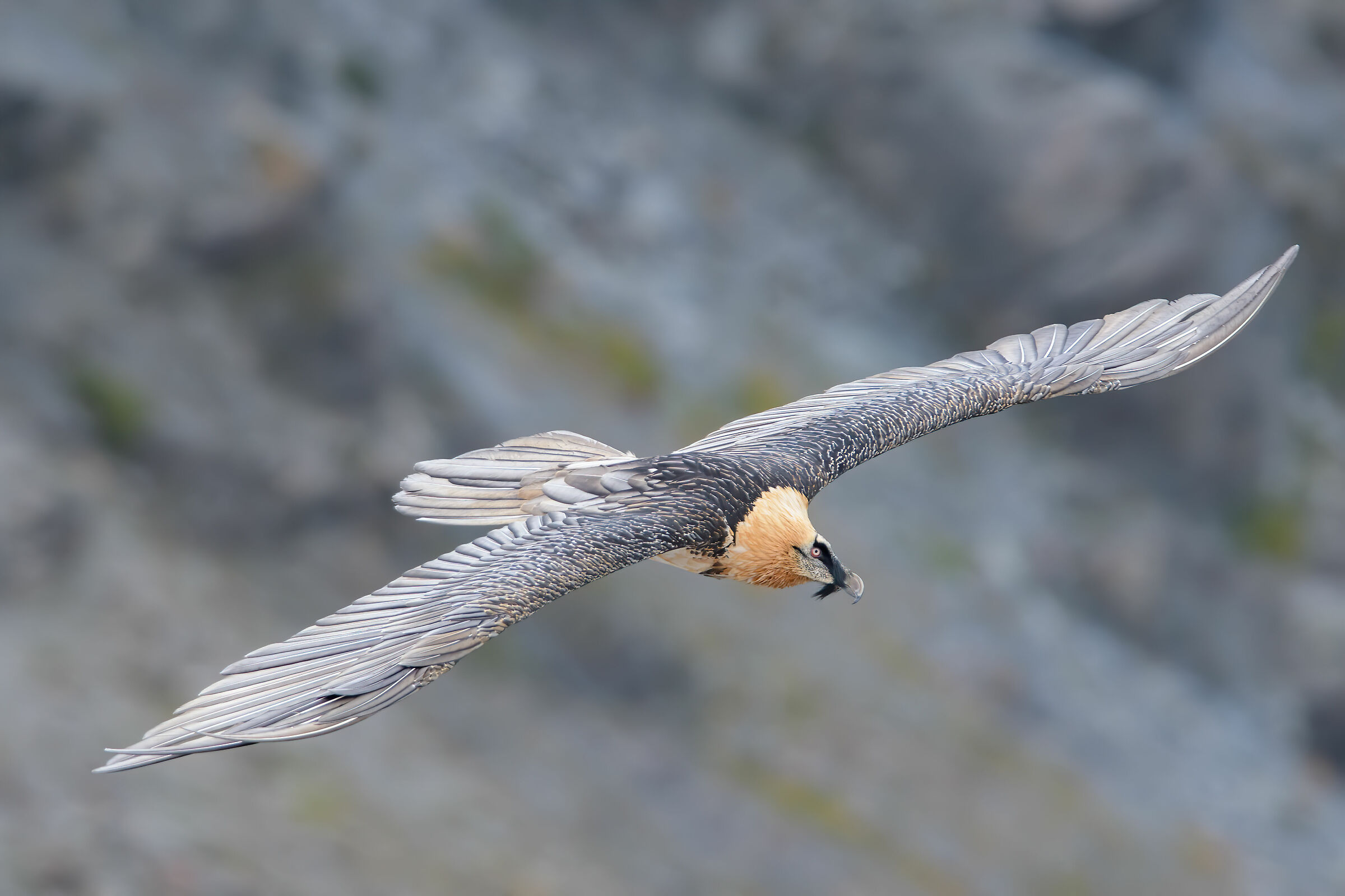 Gipeto - Parco Nazionale dello Stelvio