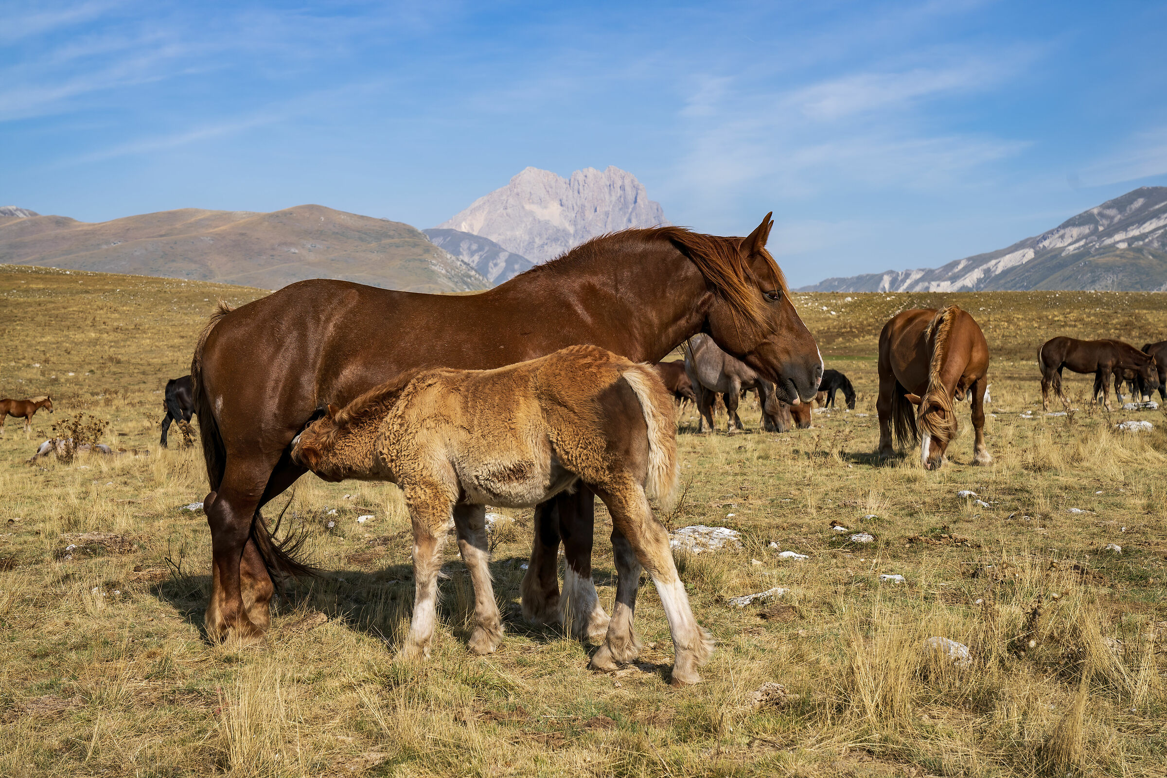 some more milk please