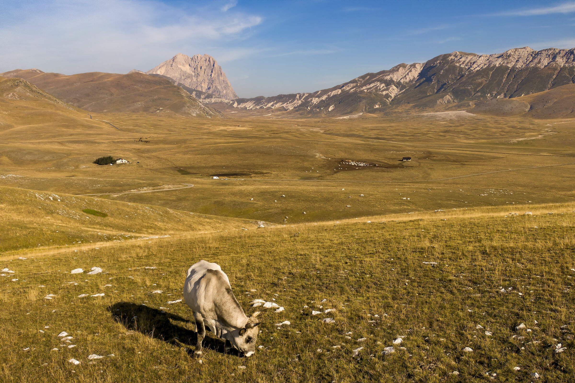 Social distance with cow