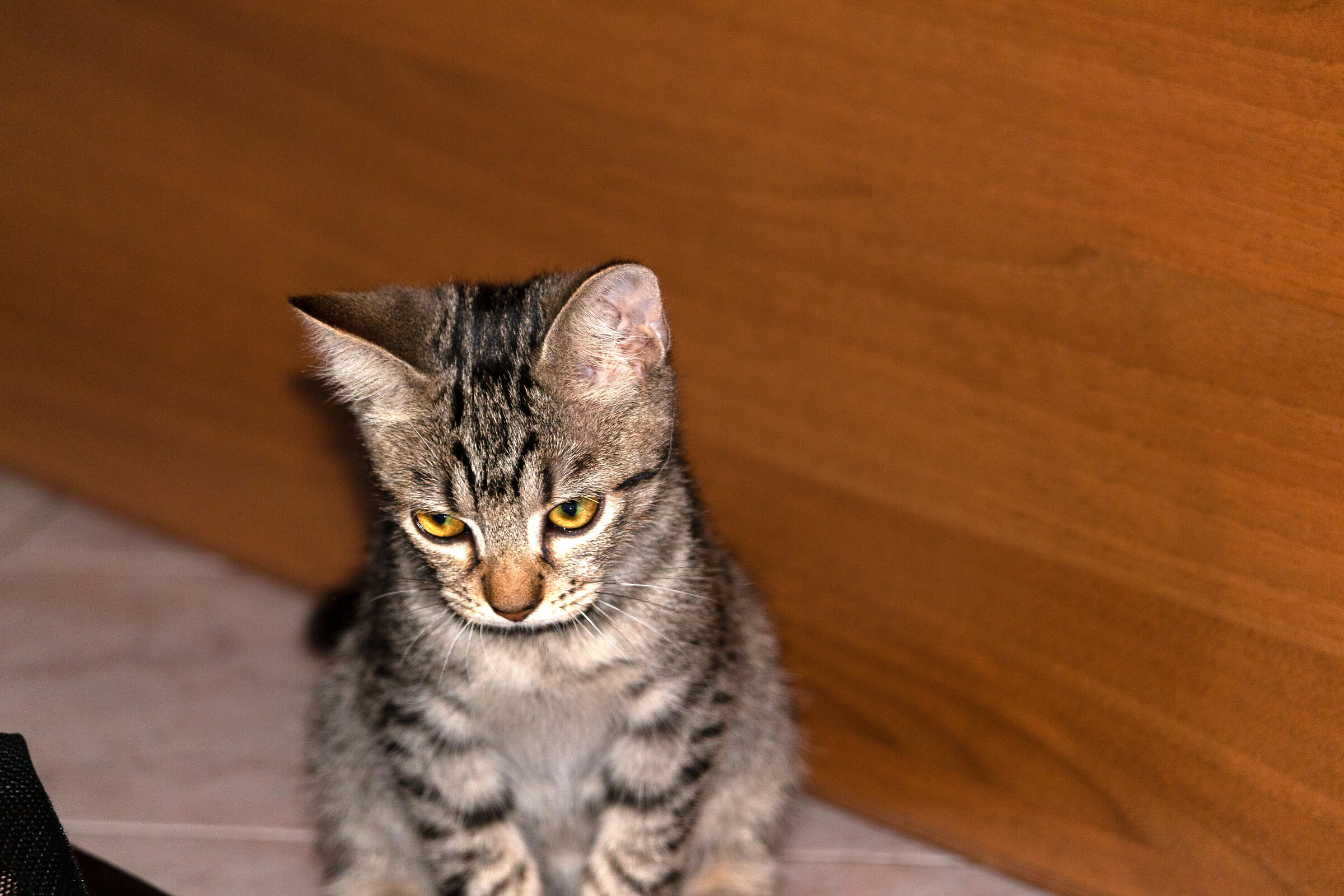 Umaniii voglio ancora pappa!!