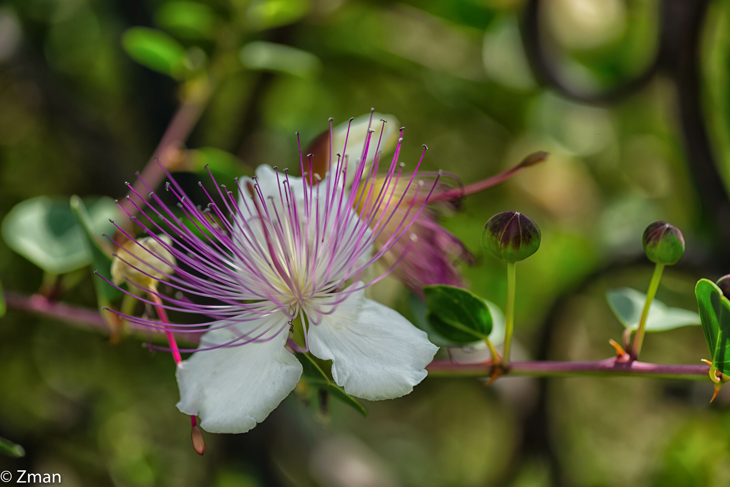 Dal nostro giardino