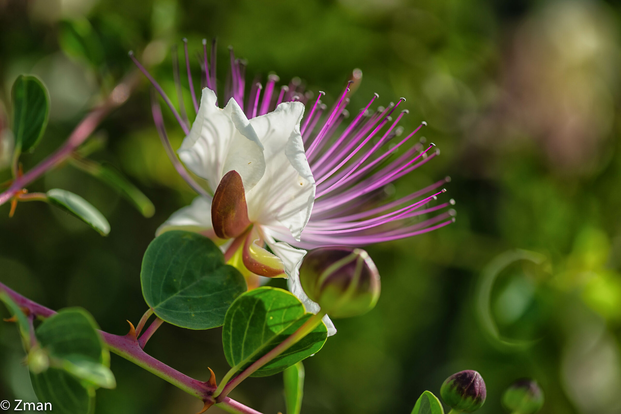 Dal nostro giardino