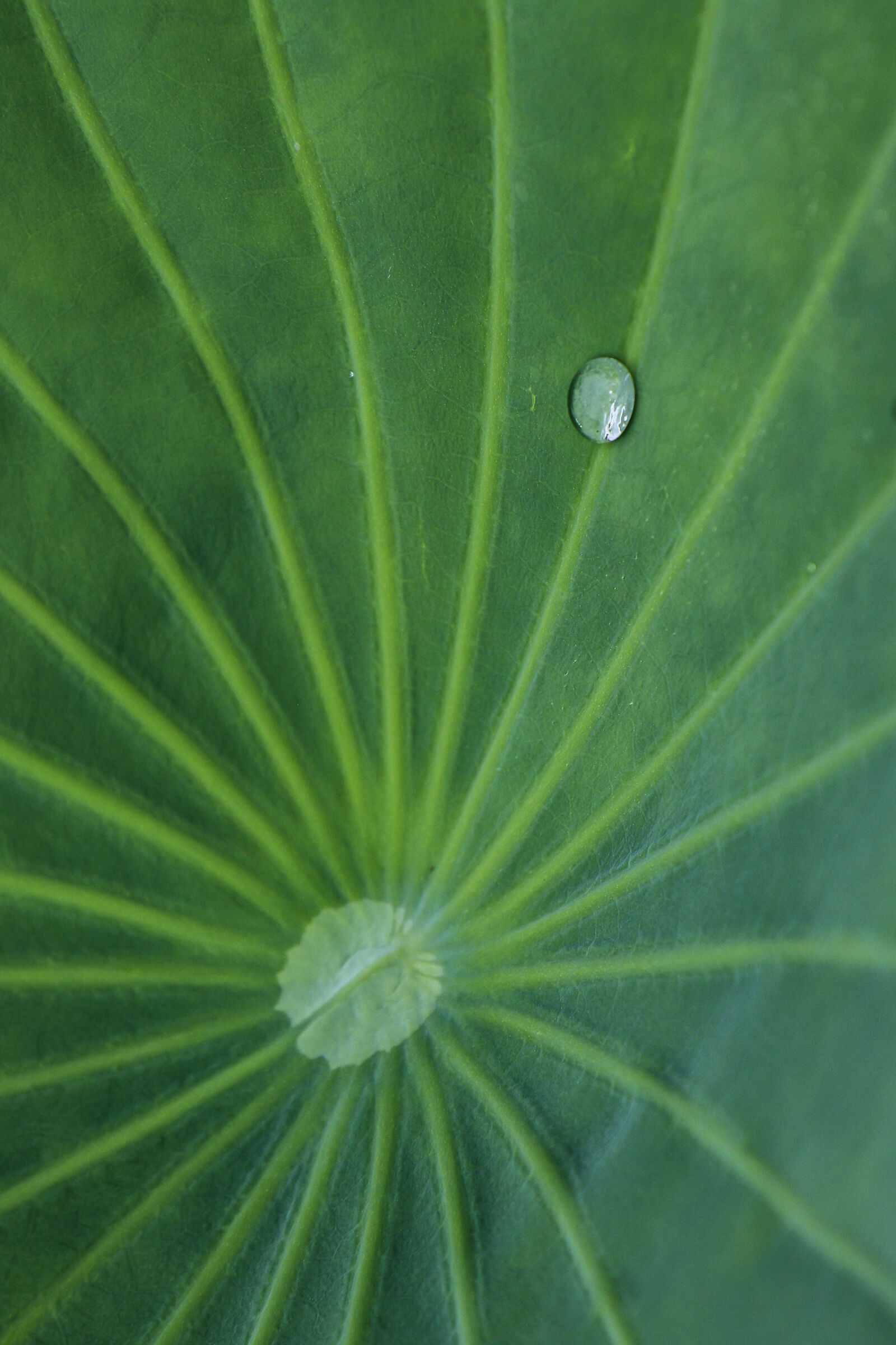 The drop on the loto leaf