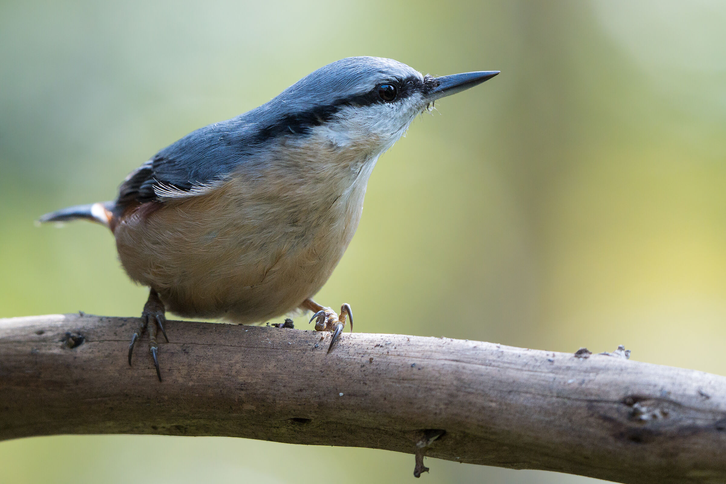 Nuthatch eurasiatico (Sitta europaea)