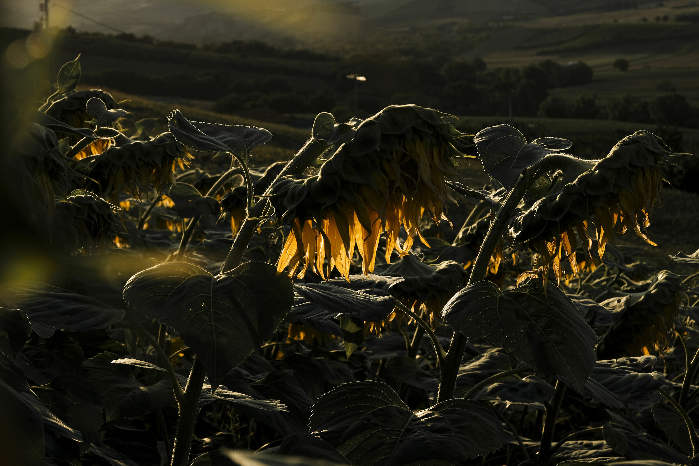 Sunflowers