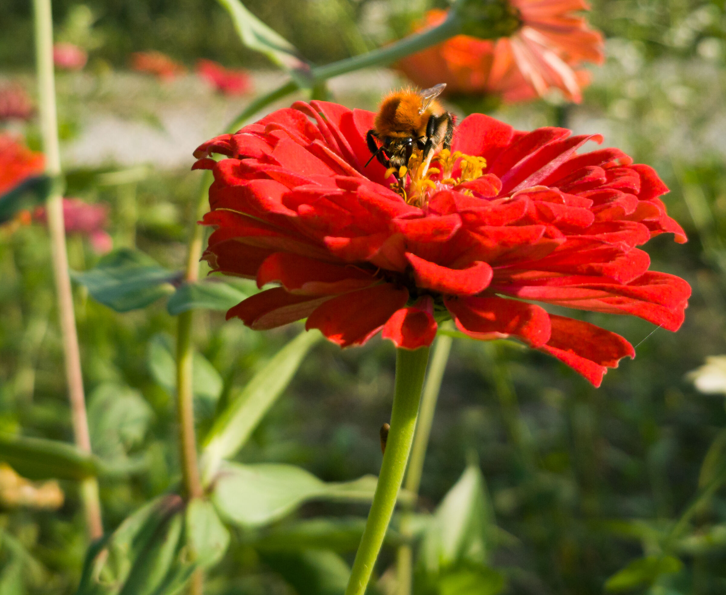 Pollination
