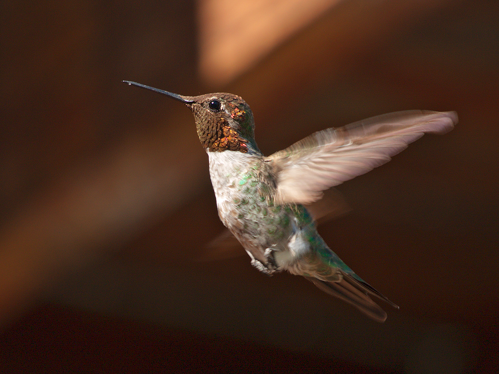 Colibri' -- Kings Canyon