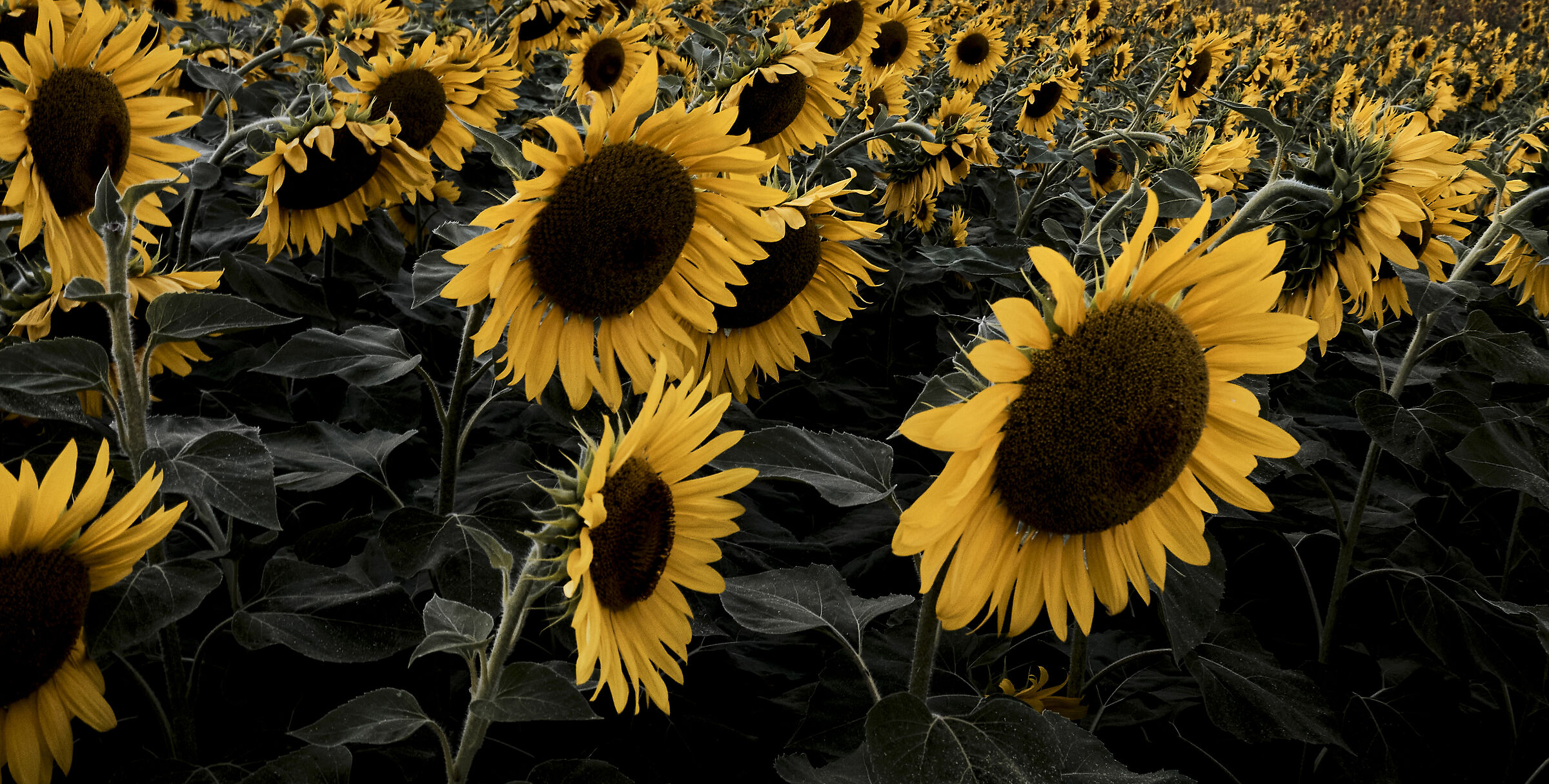 Sunflowers