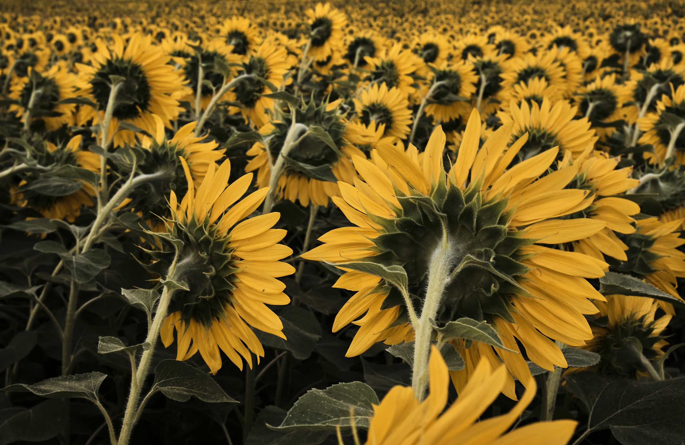 Sunflowers