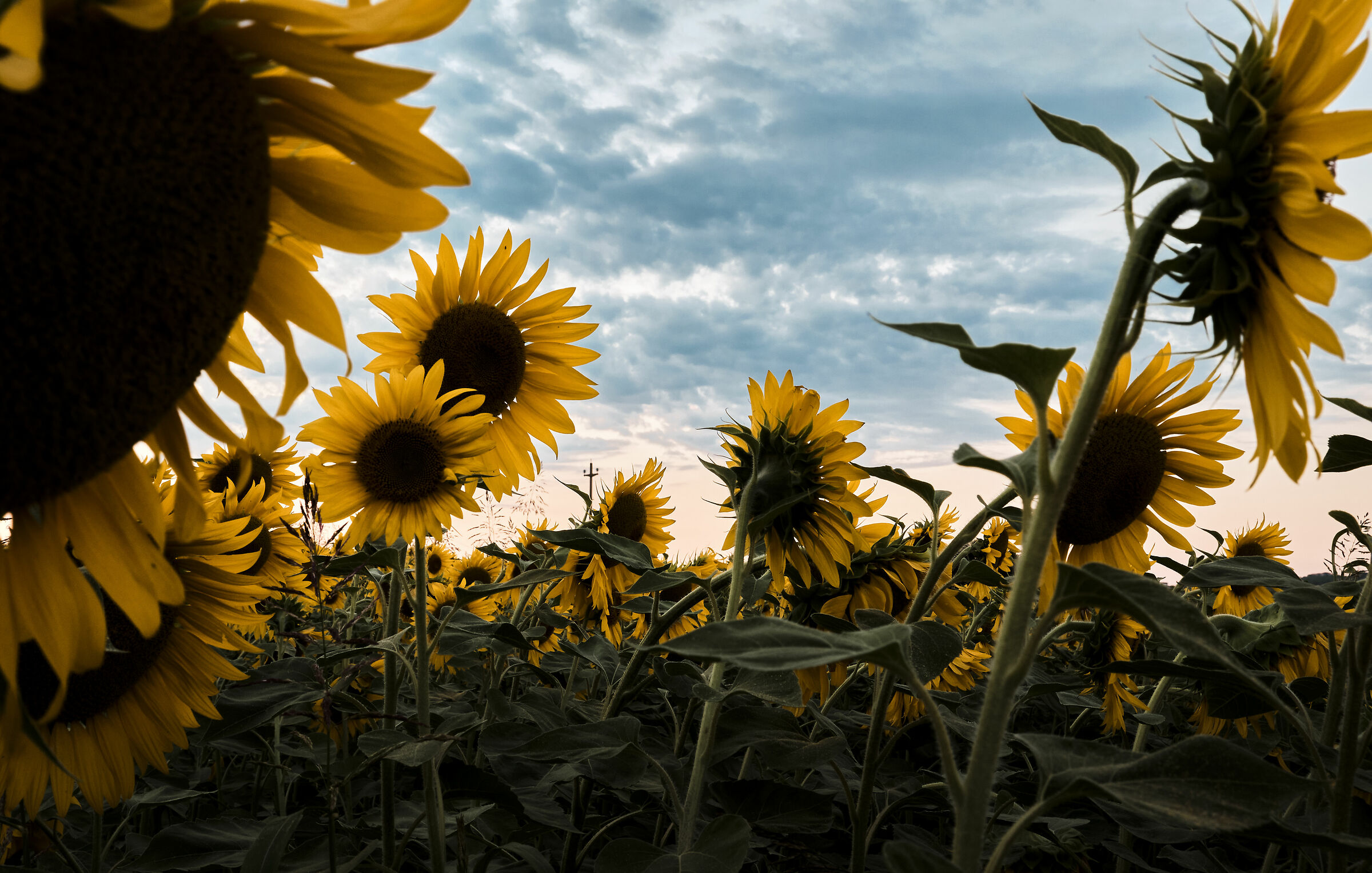 Sunflowers