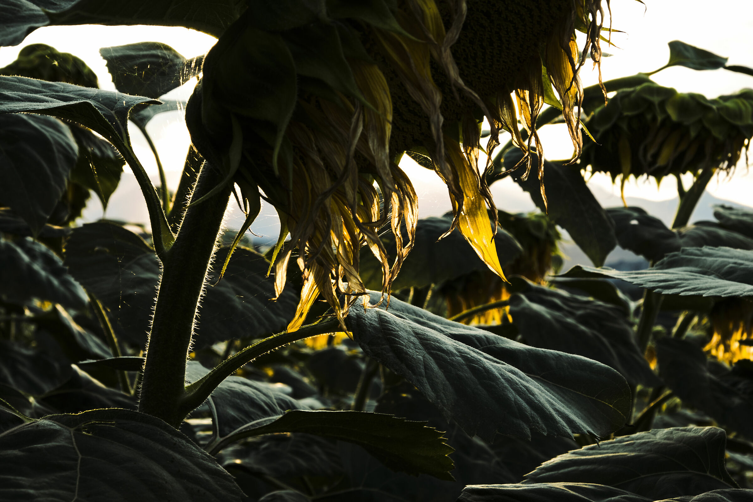 Sunflowers