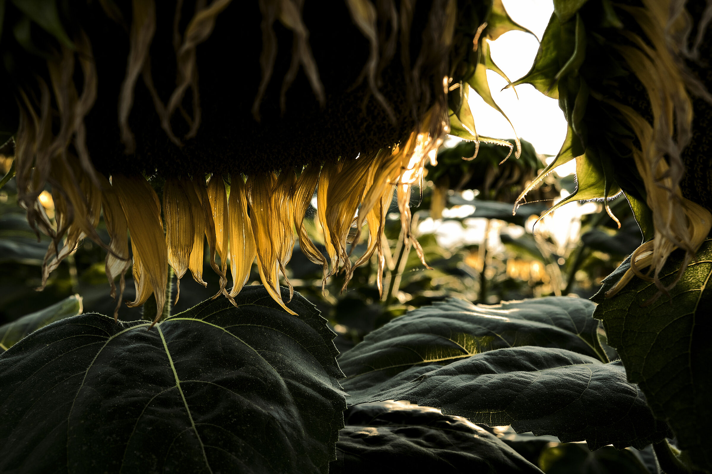 Sunflowers