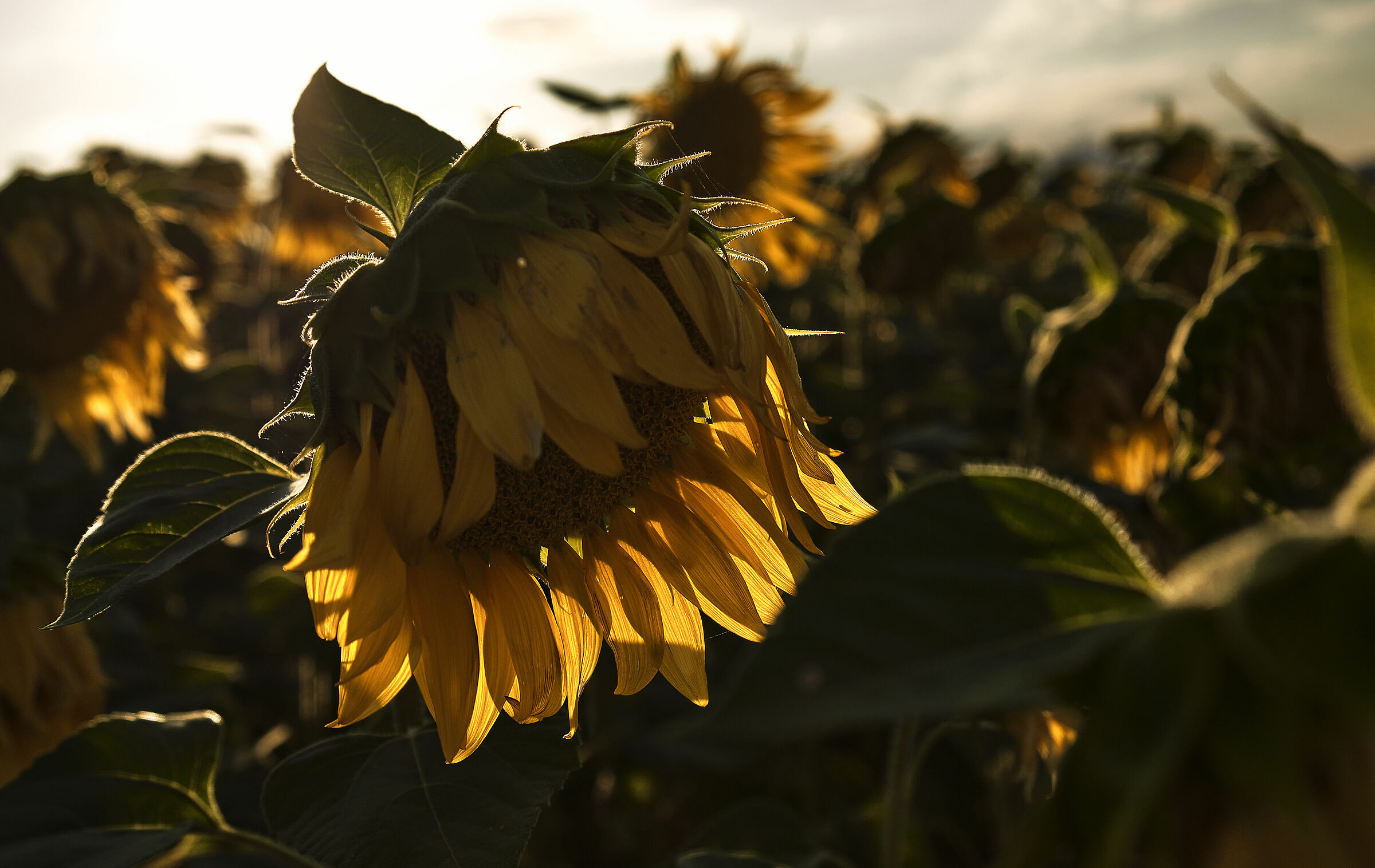 Sunflowers