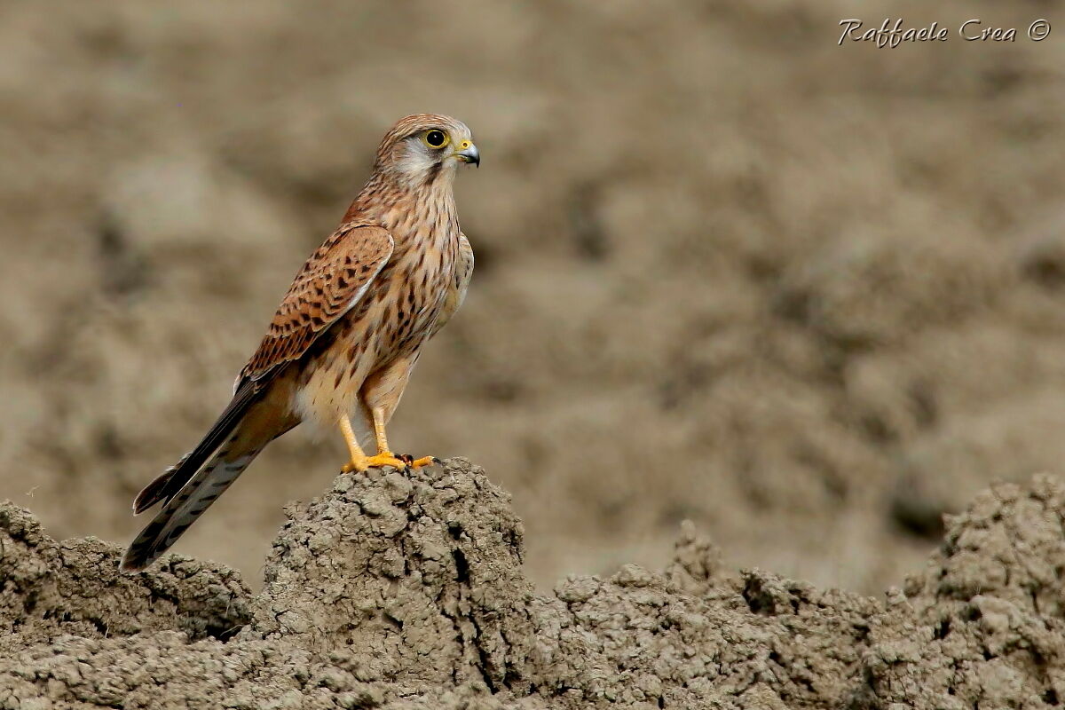 Kestrel