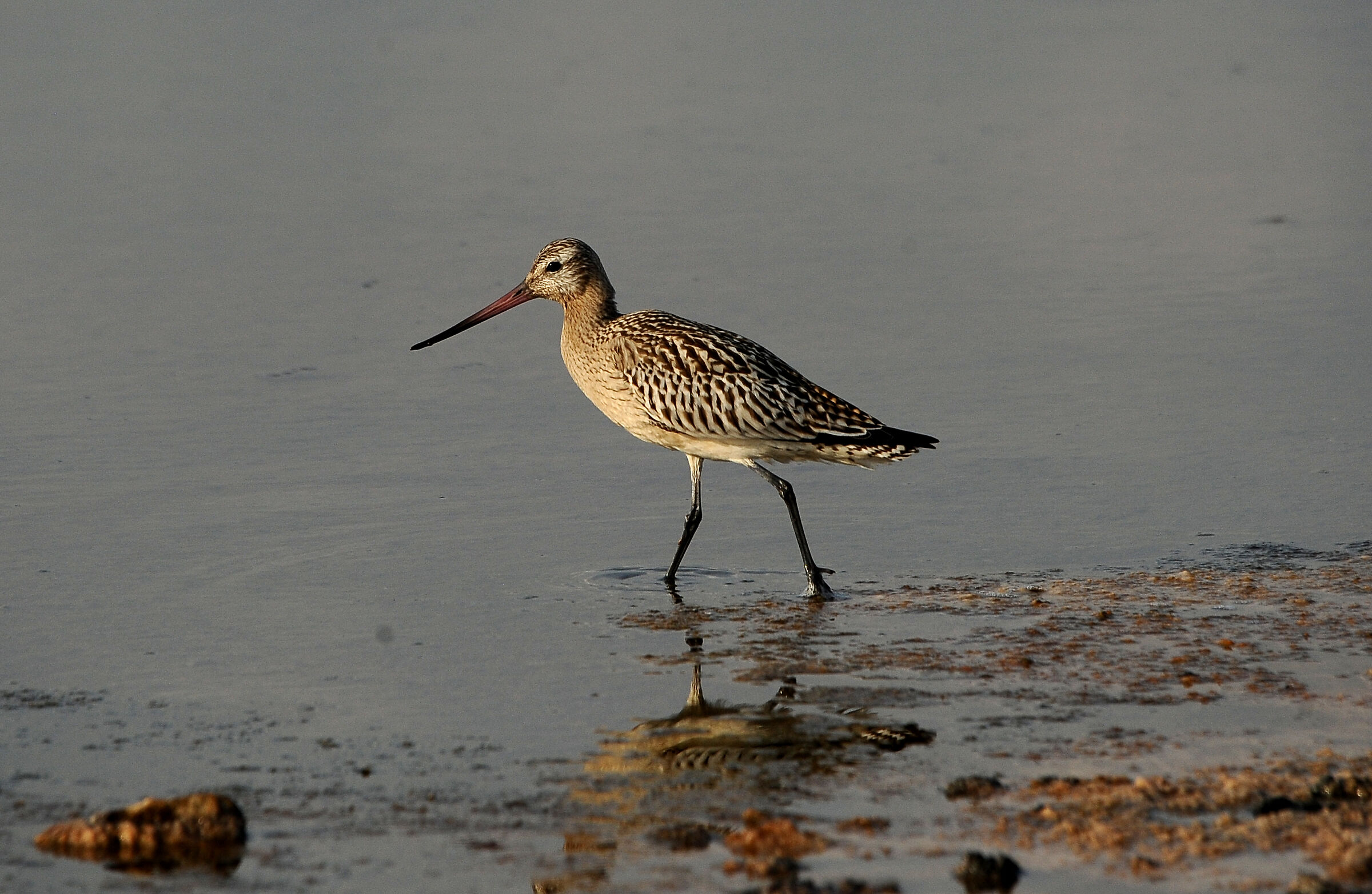 Pittima Minor to the Pantans of Hell