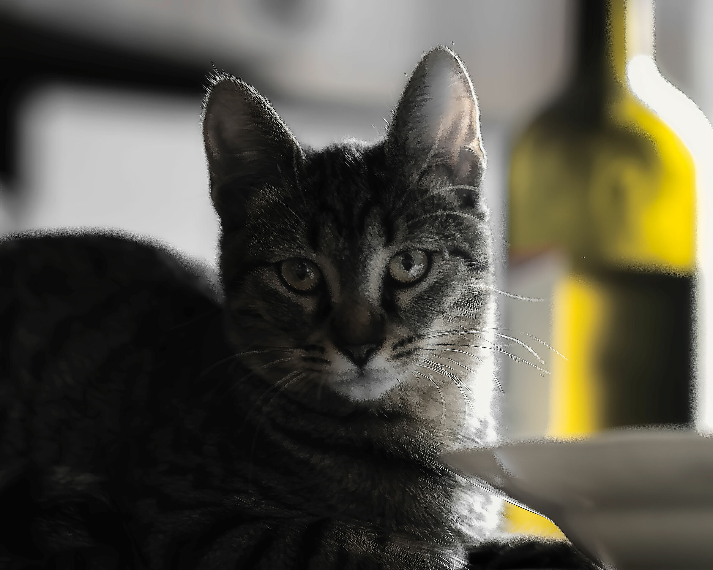 un gatto di-vino