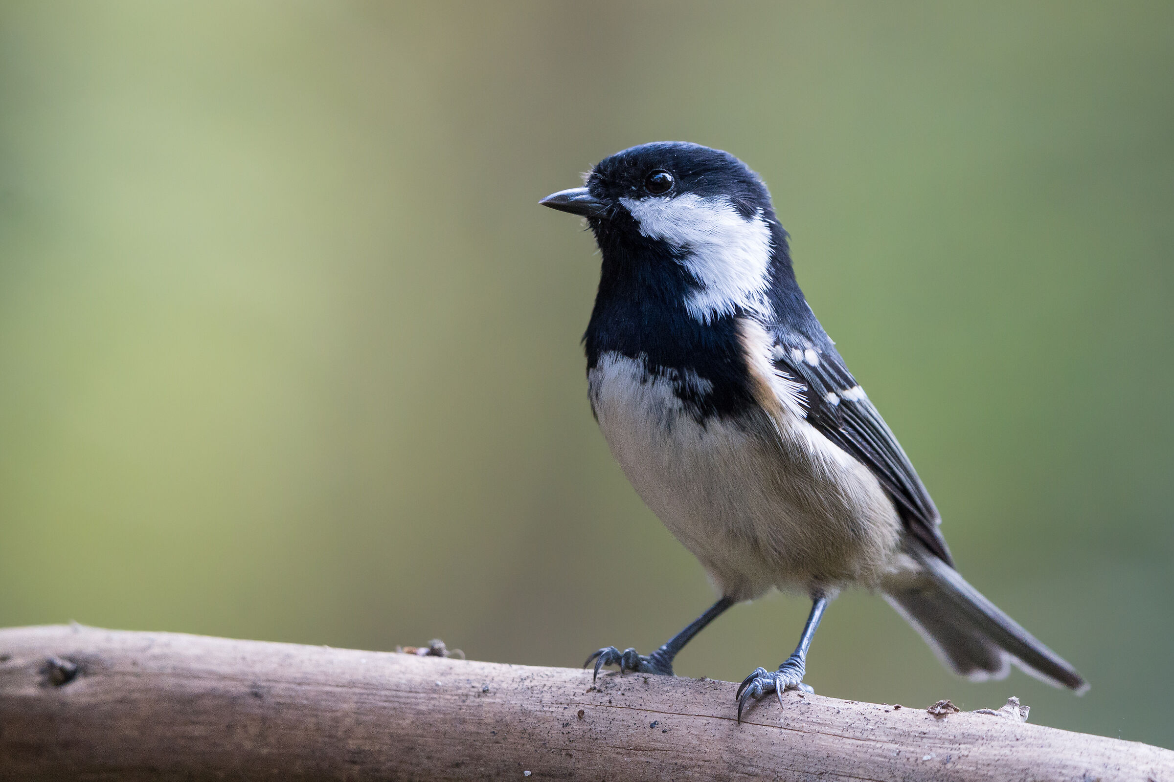 Tetta di carbone (Periparus ater)