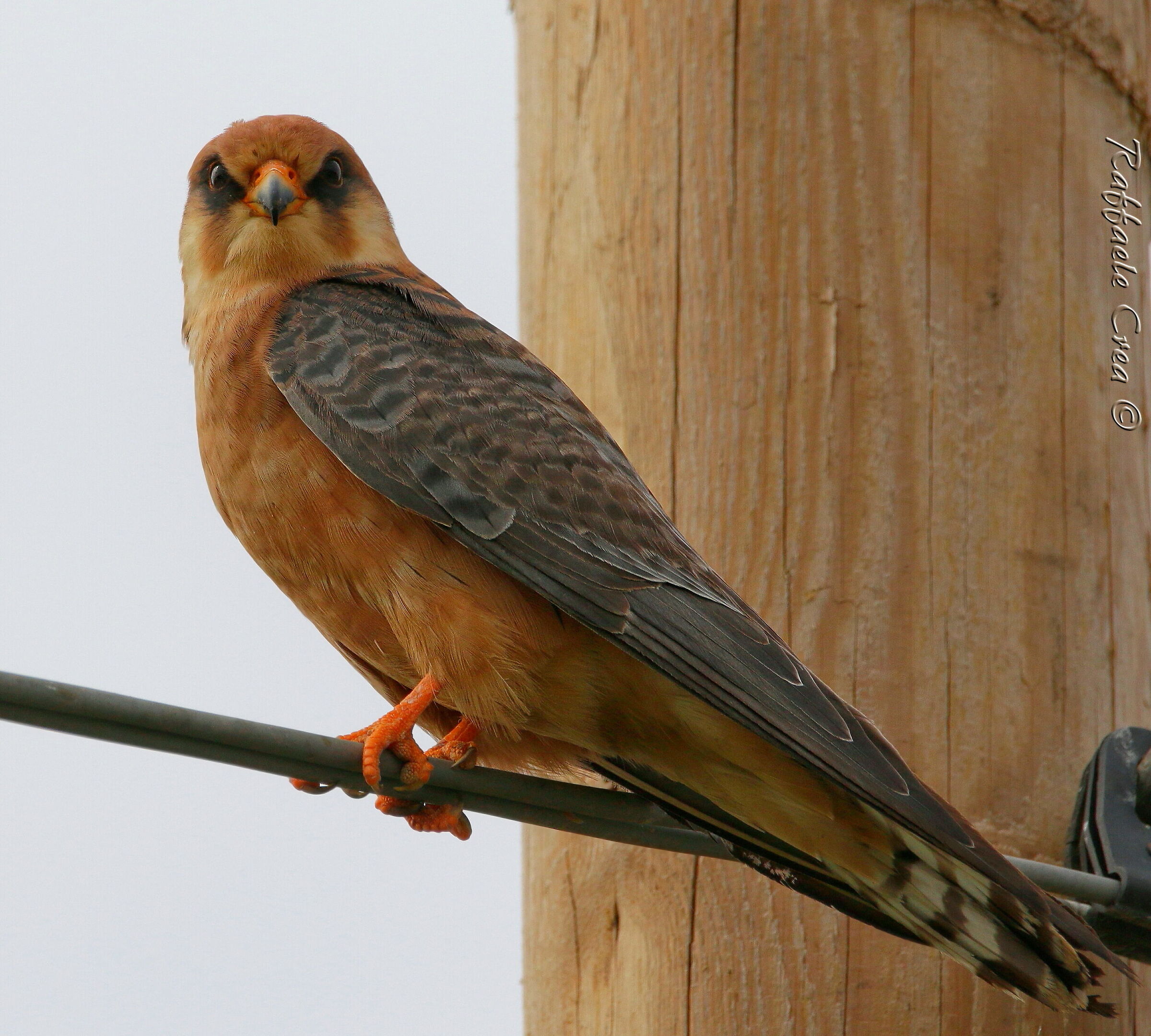 Female Cuckoo Falcon
