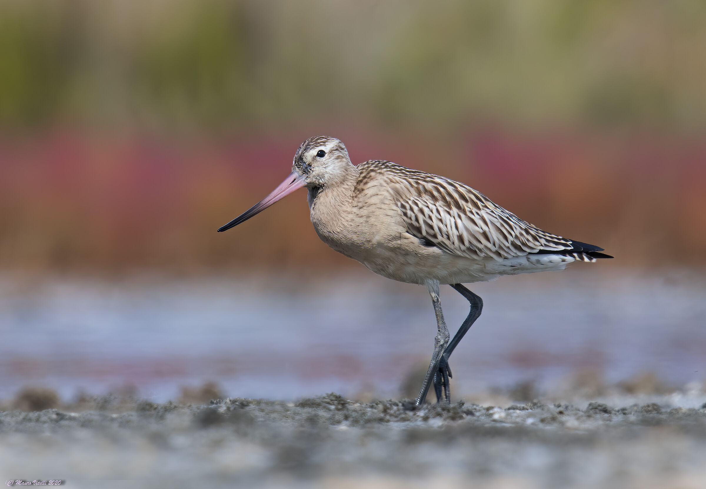 Pittima Minor (Lapland Limosa)