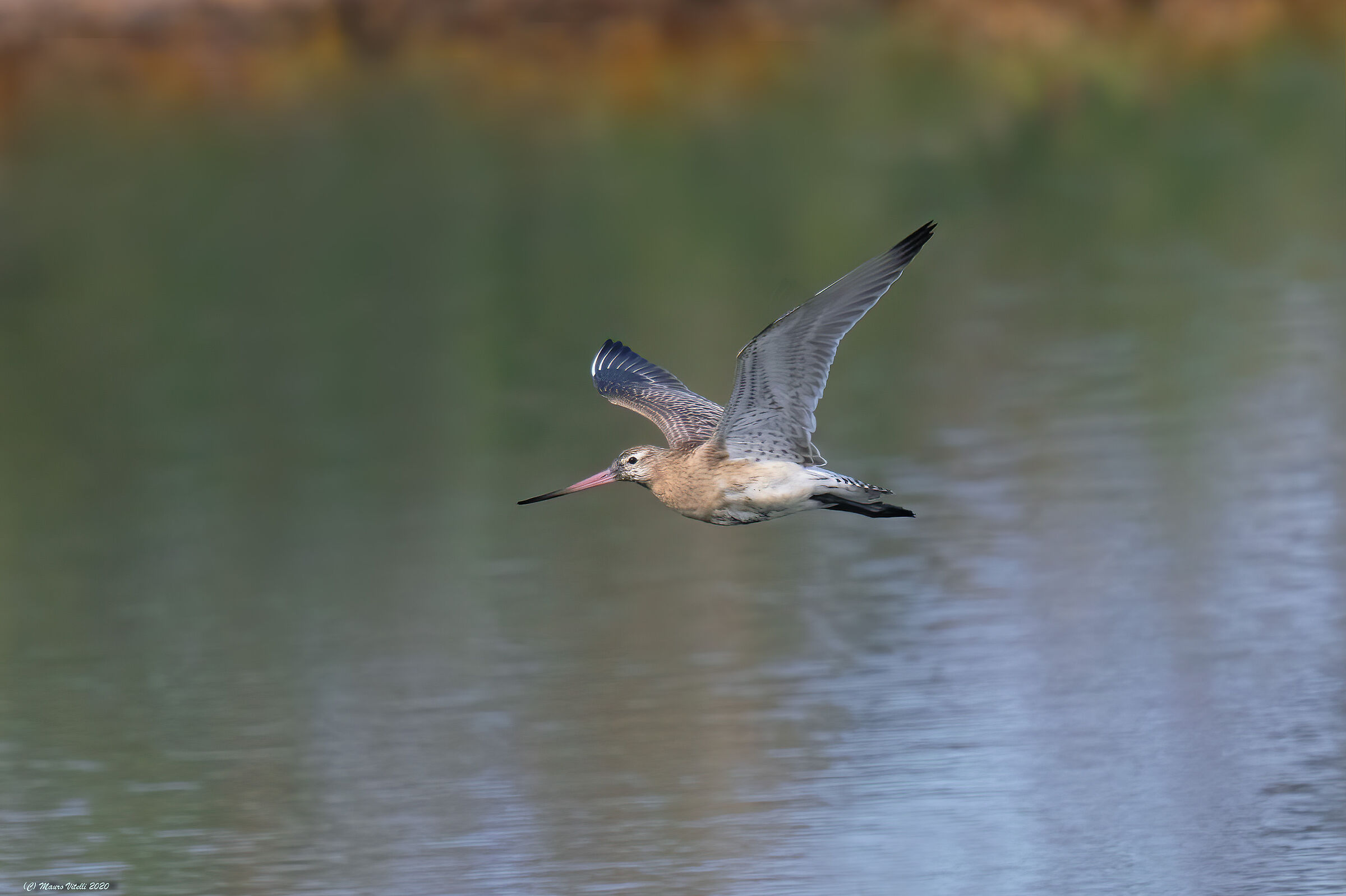 Pittima Minor (Lapland Limosa)