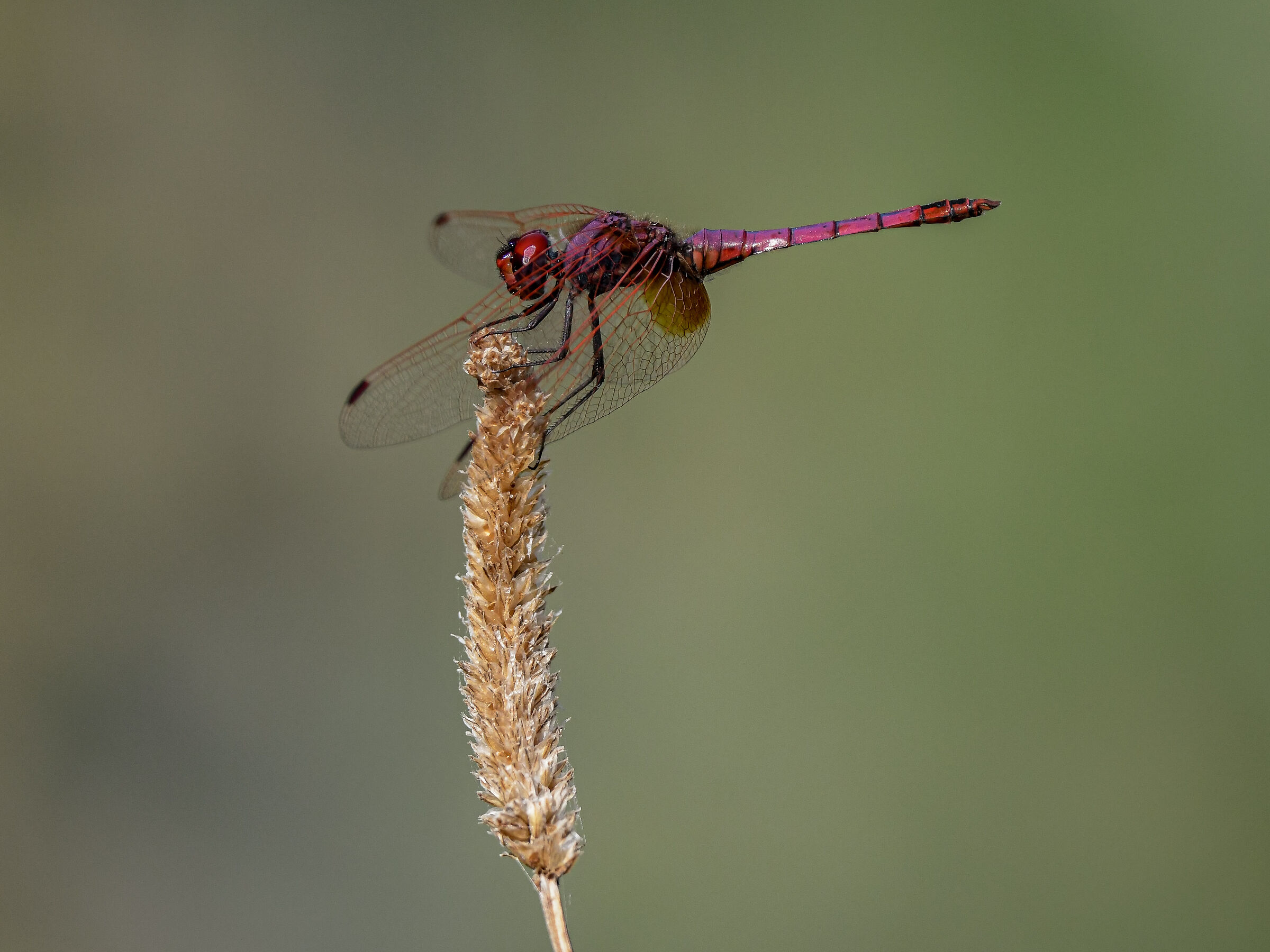 Trithemis annulata