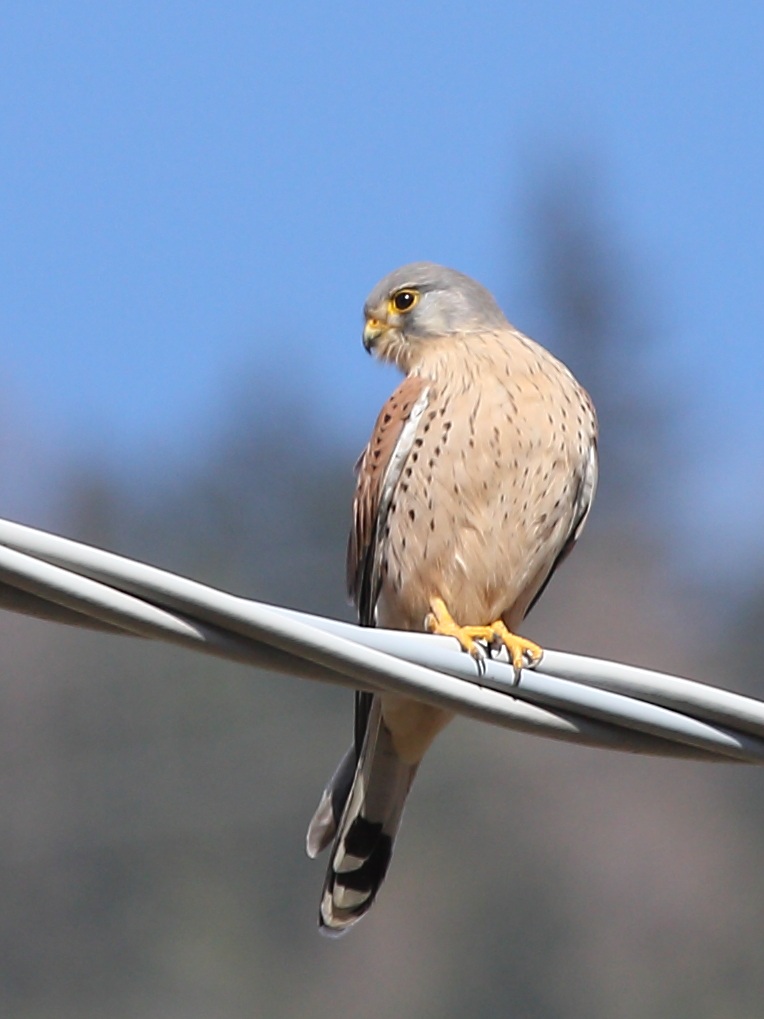 Kestrel