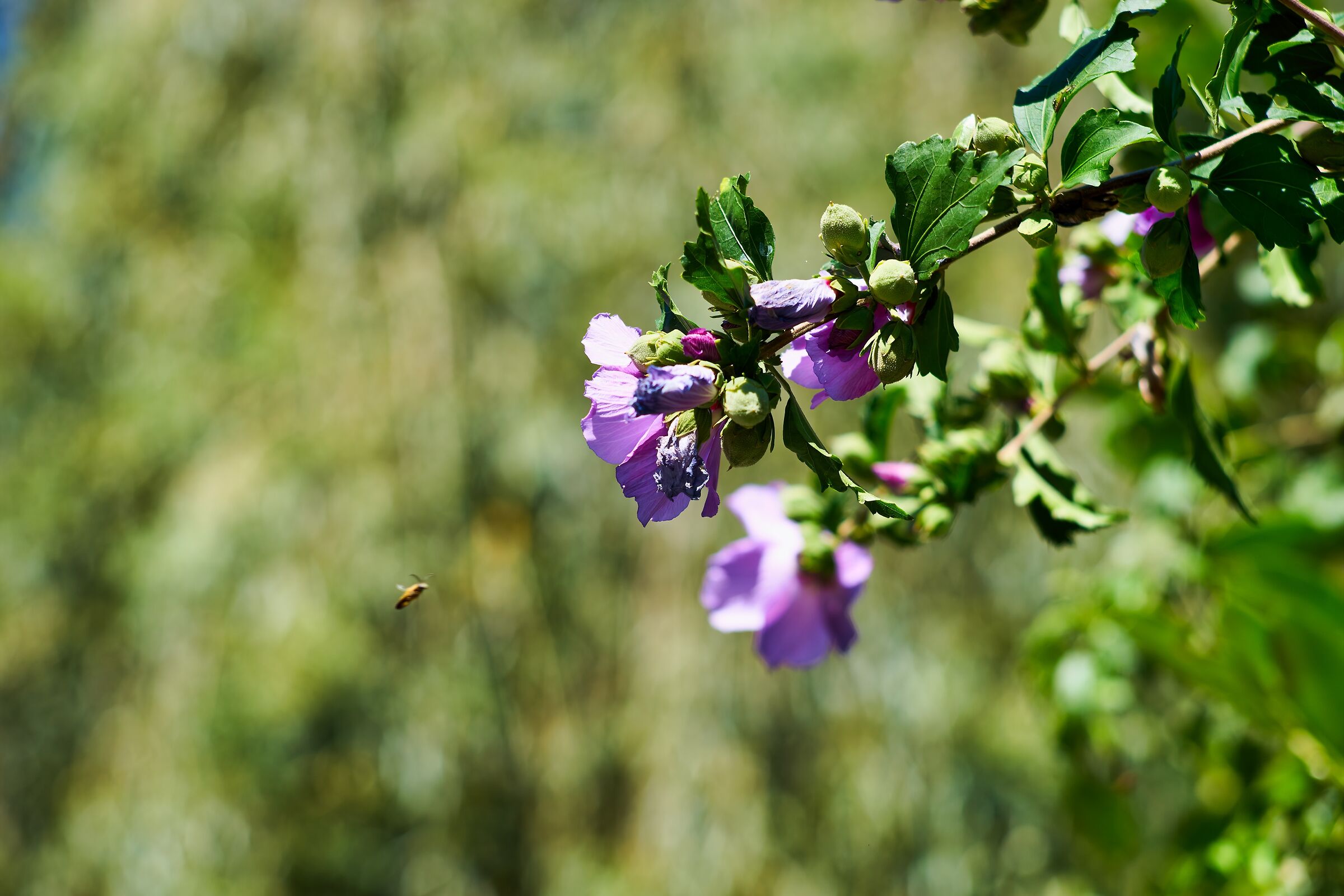 End-of-summer bokeh with insect