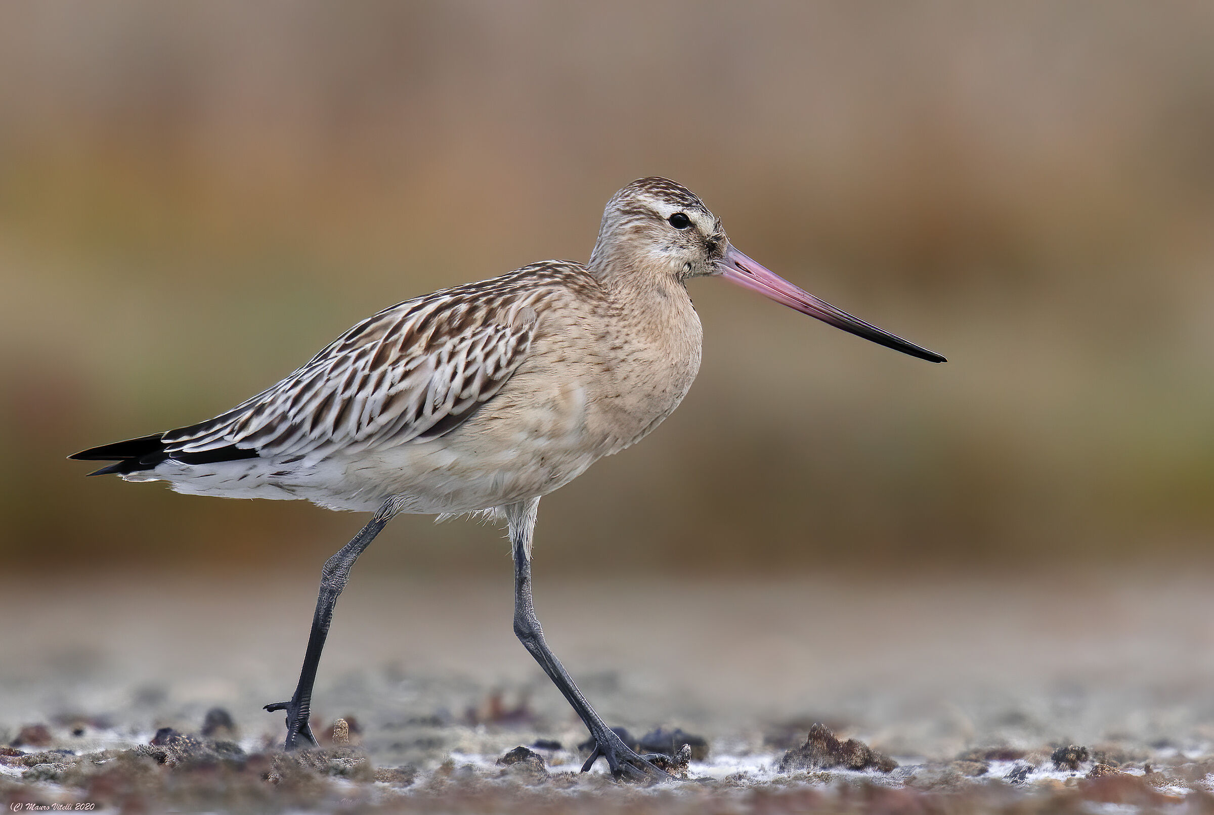 Pittima Minor (Lapland Limosa)