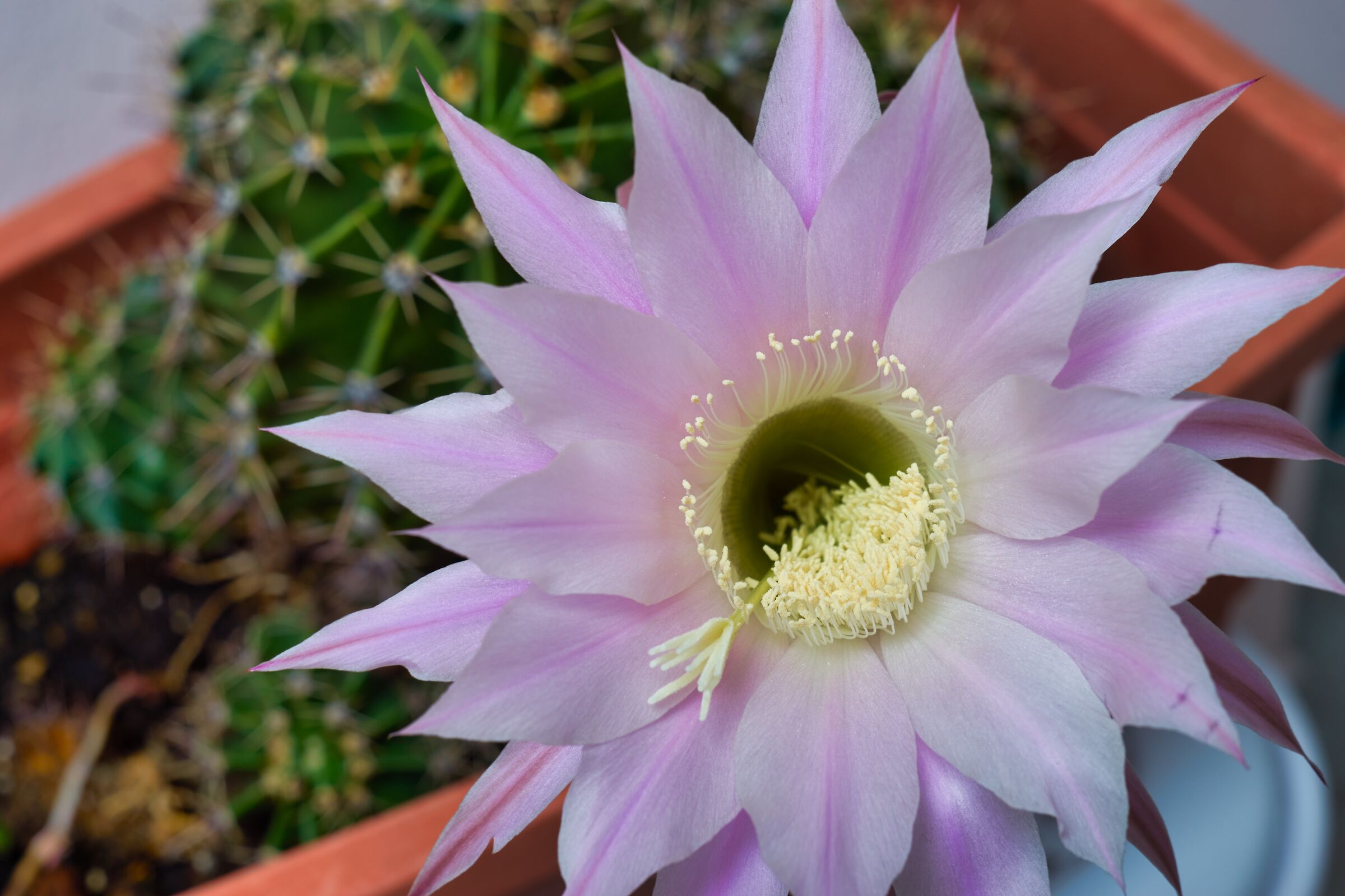 Cactus Flower